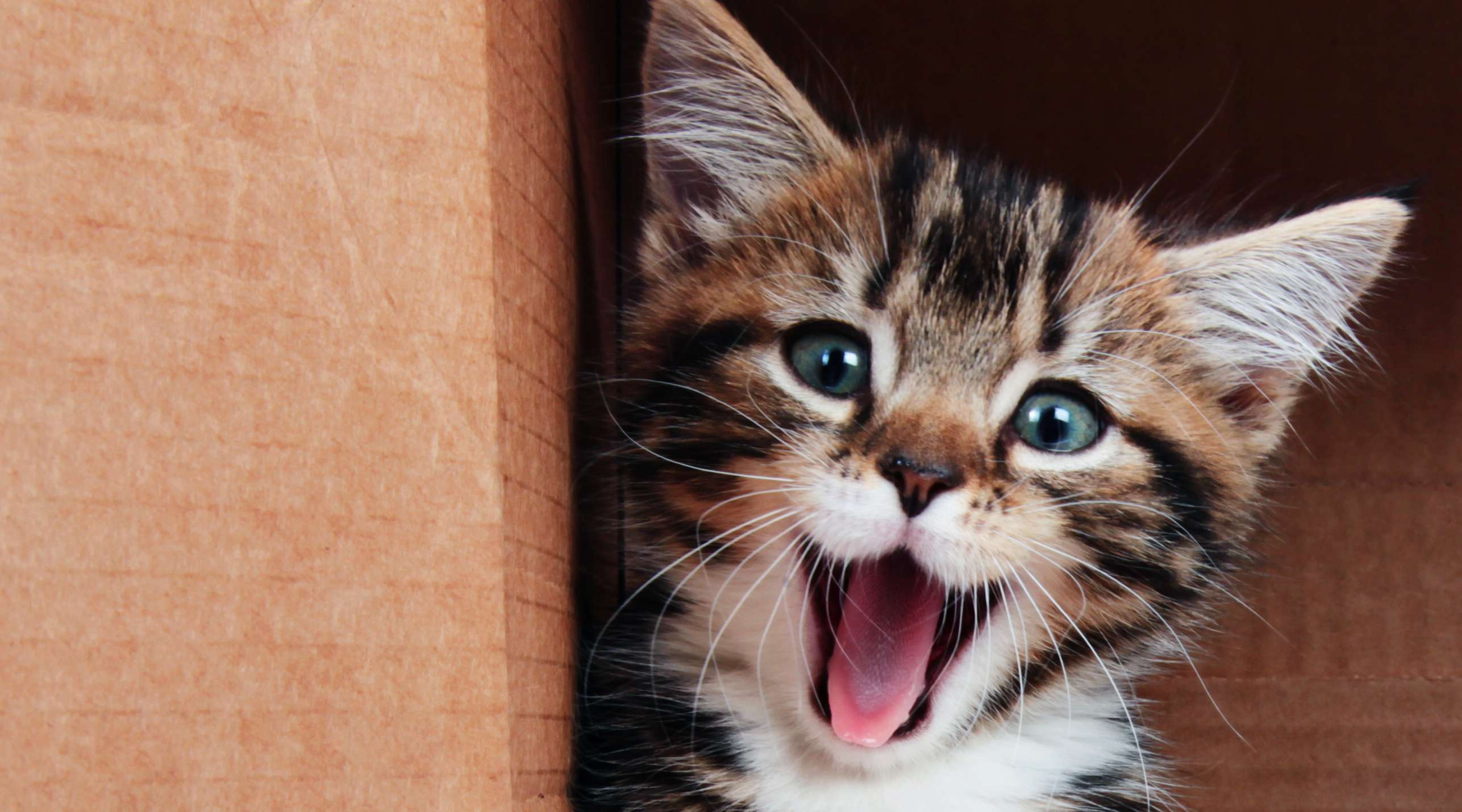 Allianz - Katzensprache: Kleine Katze miaut fröhlich
