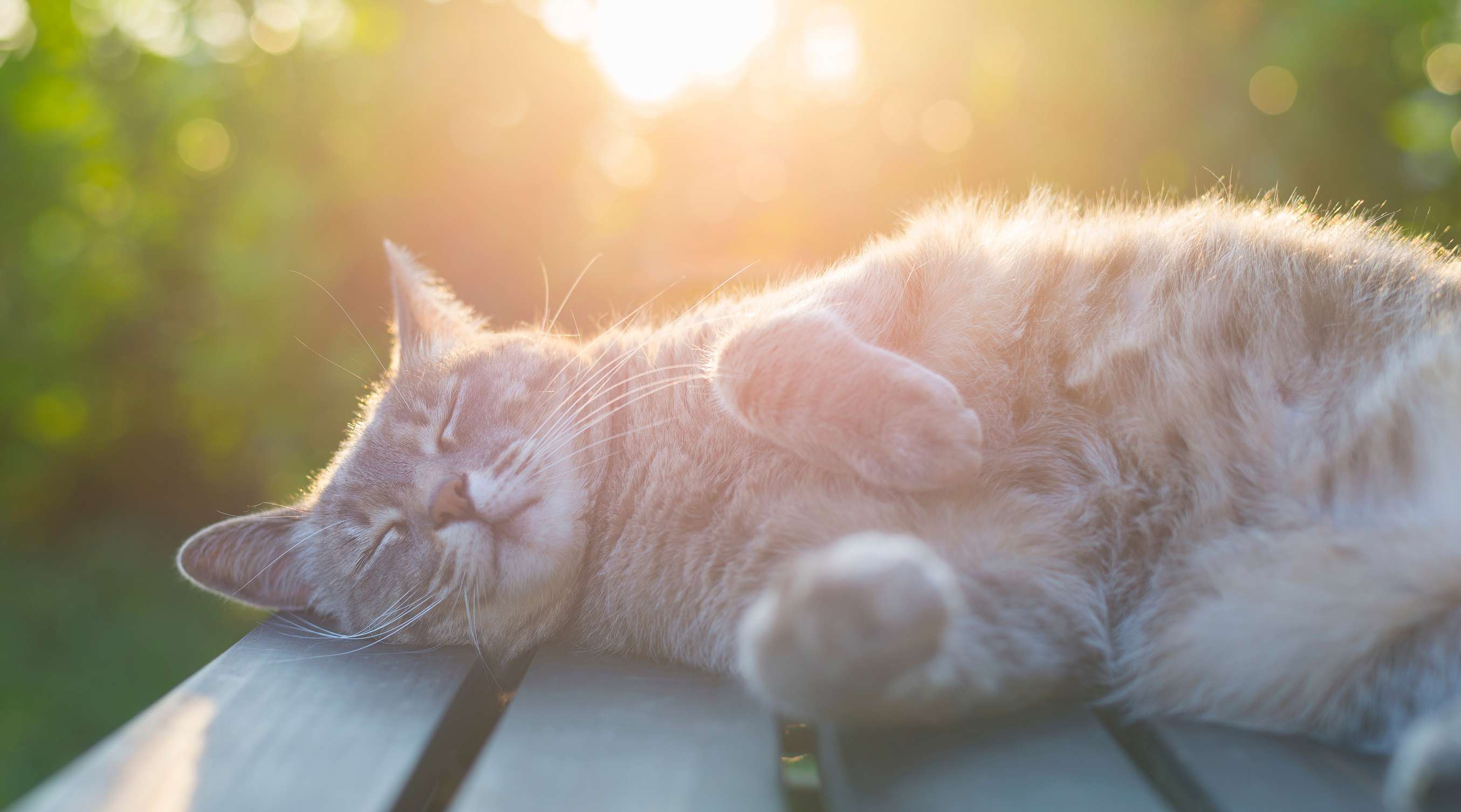 Allianz - Katzensprache: Katze liegt in der Sonne auf einem Tisch im Garten