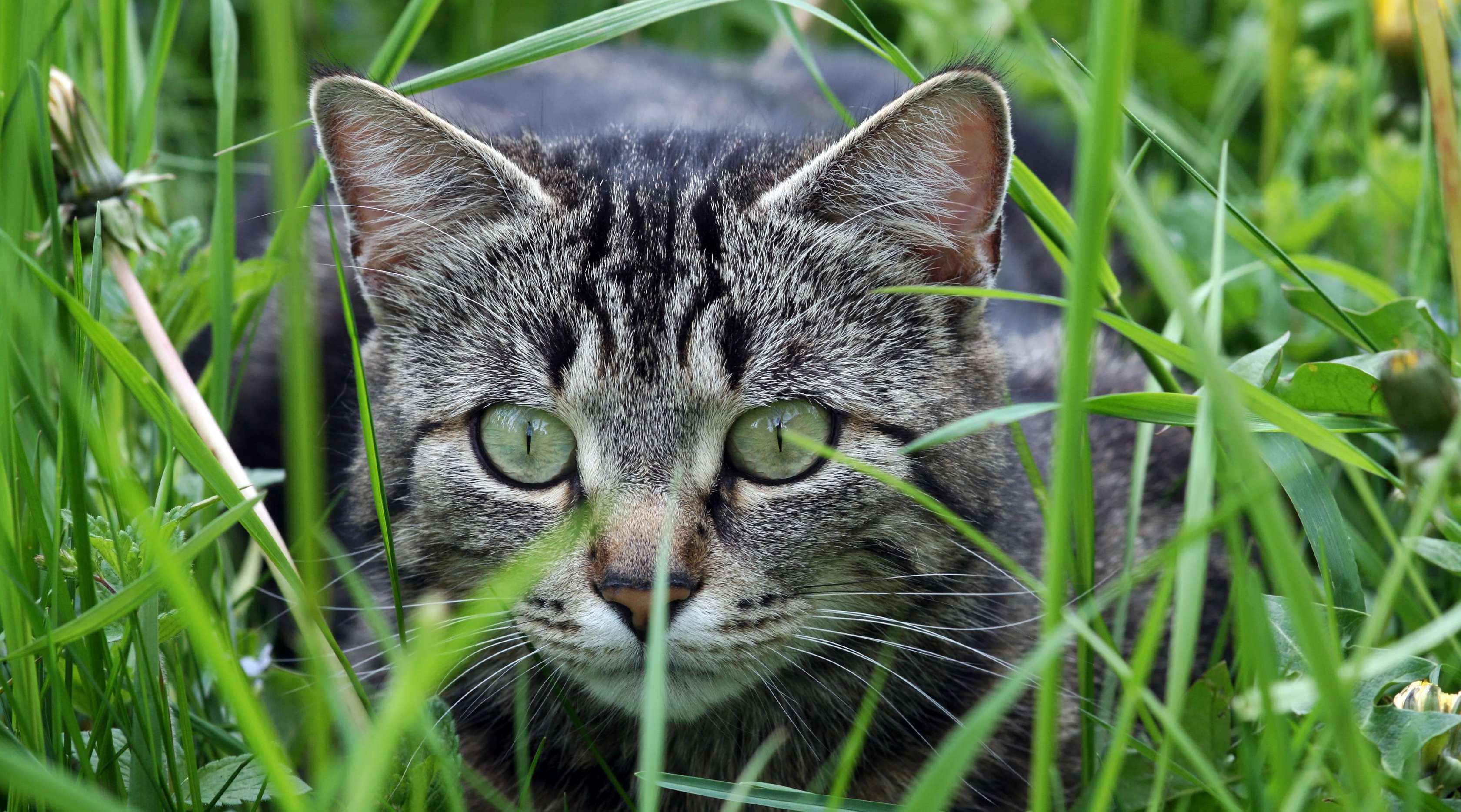 Allianz - Katzensprache: Katze sitzt im hohen Gras und hält mit weit aufgerissenen Augen Ausschau