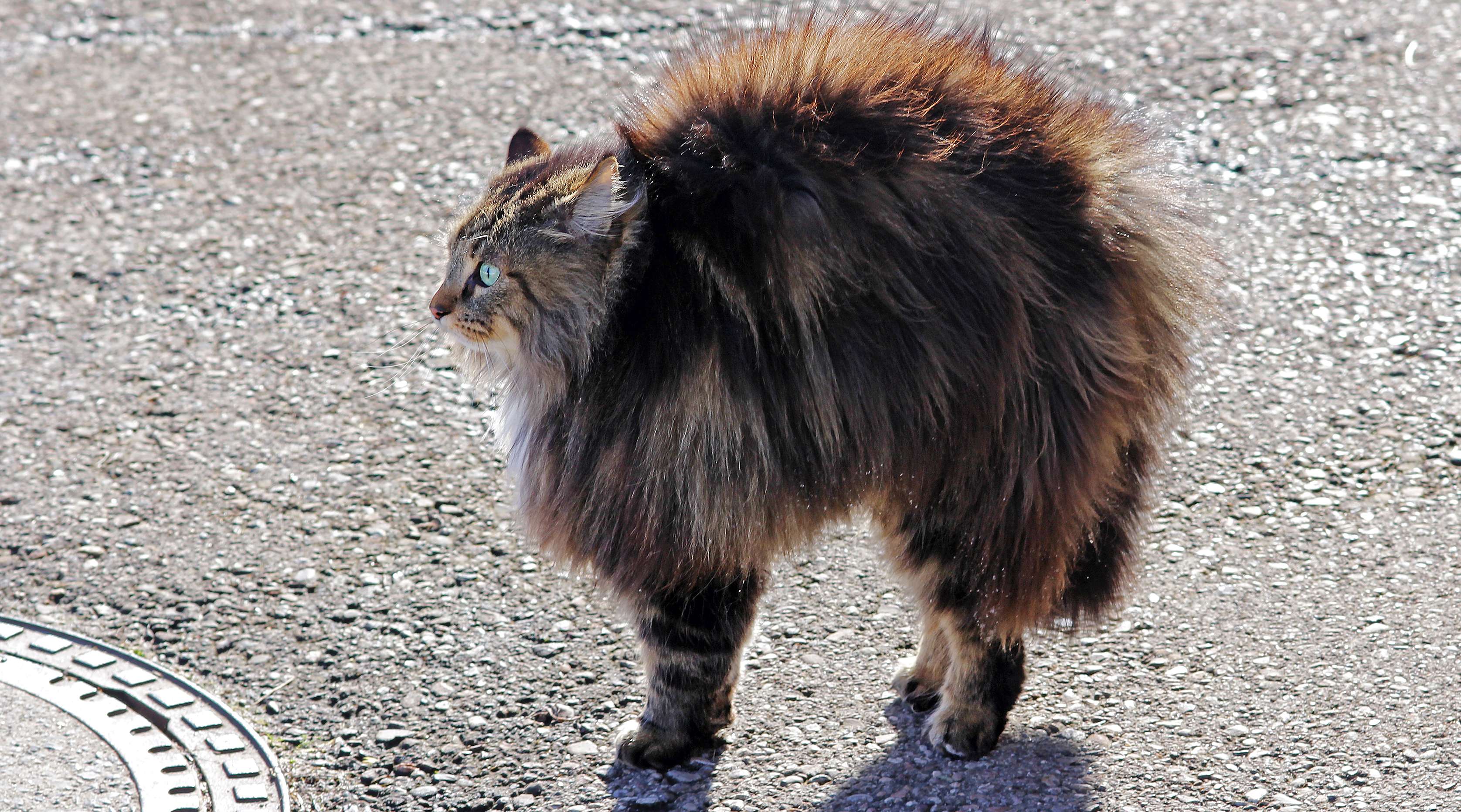 Allianz - Katzensprache: Eine Katze mit aufgestellten Haaren