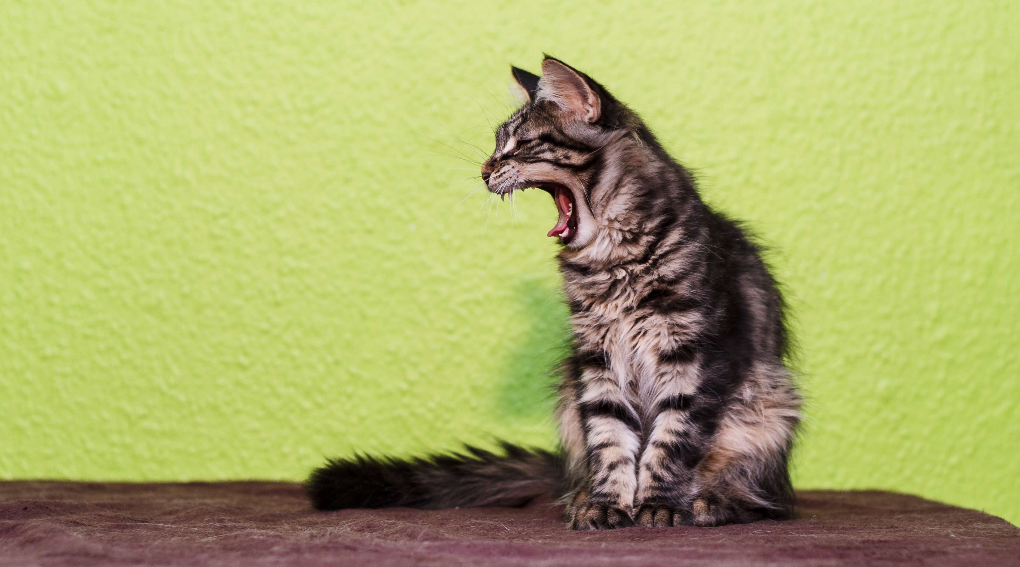 Allianz - Katzensprache: Katze sitzt vor einer grünen Wand und gähnt