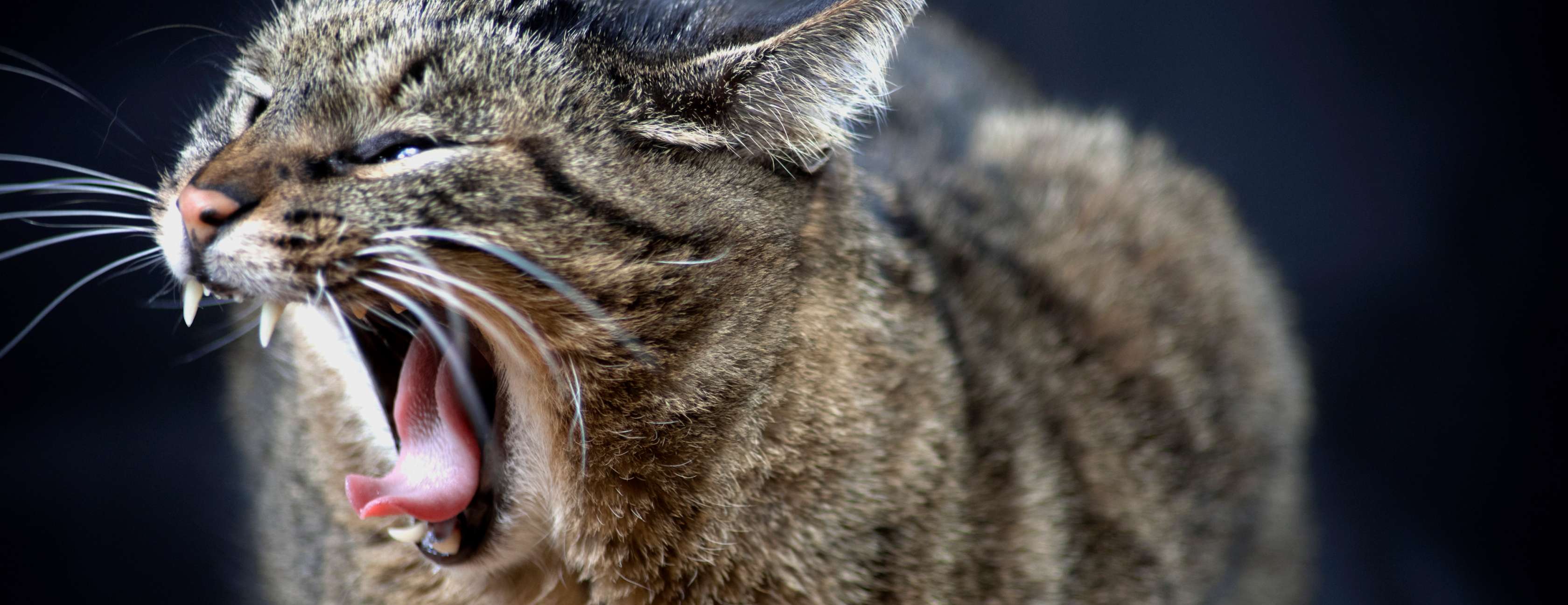 Allianz - Katzensprache: Eine Katze faucht und zeigt ihre Zähne.