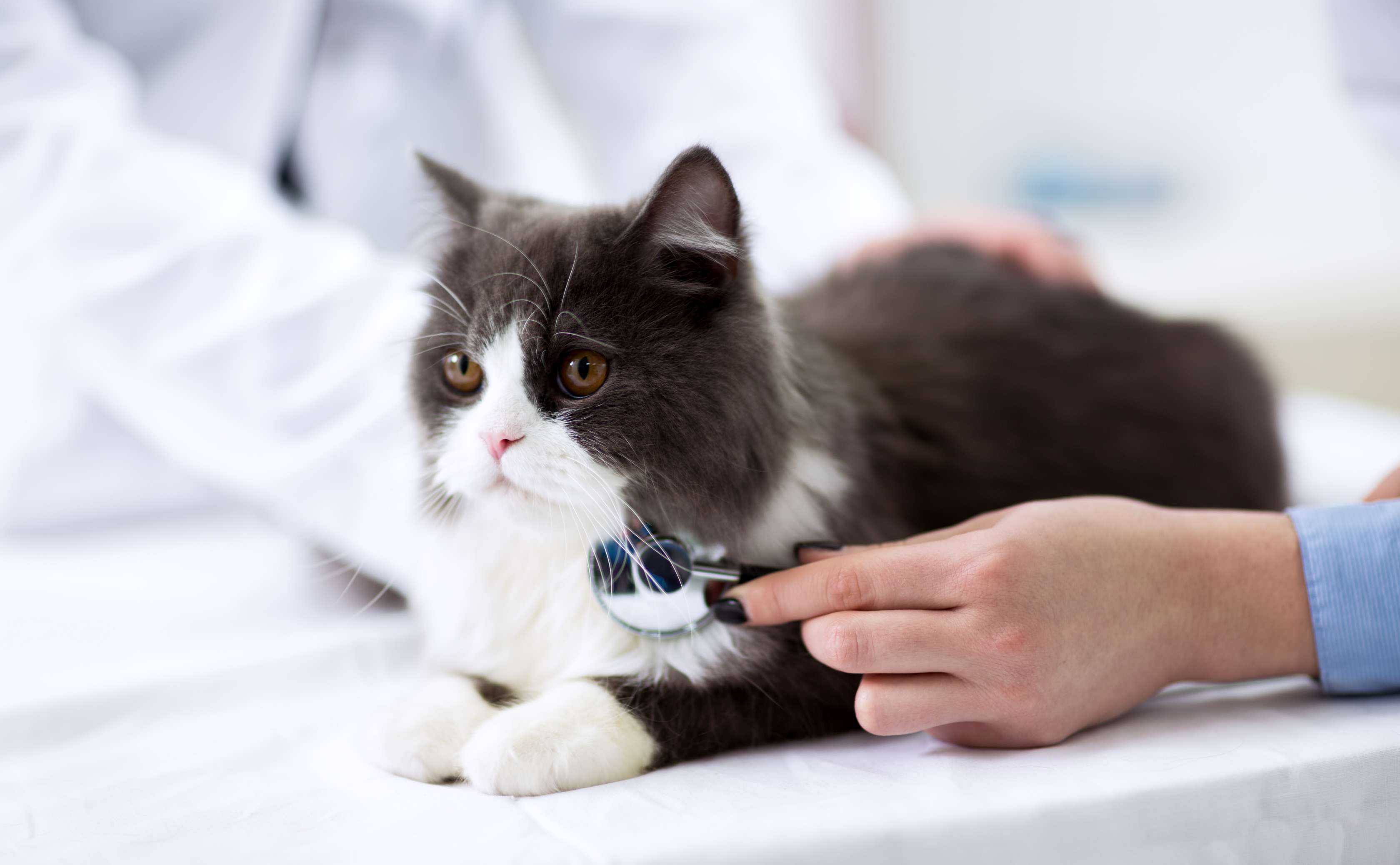 Tierarztkosten: Katze auf Behandlungstisch bei Veterinär