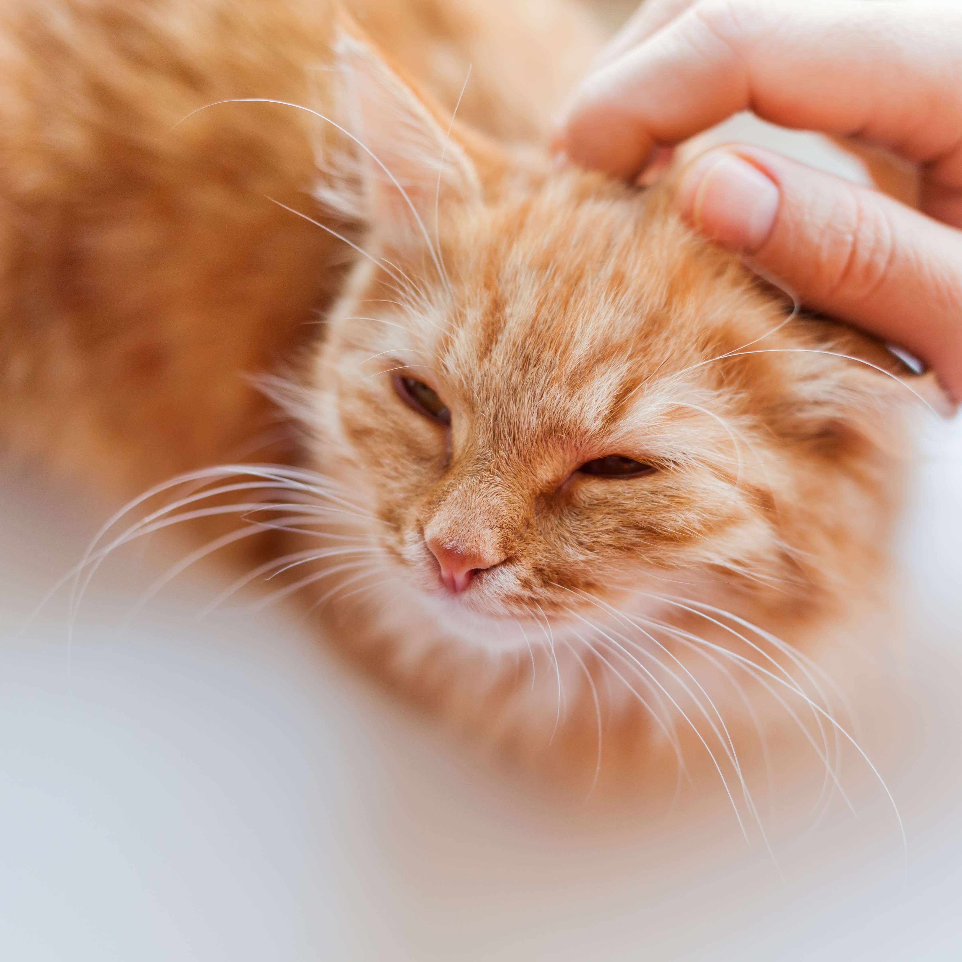 Allianz - Lebenserwartung Katze: Alter Katze wird über den Kopf gestreichelt