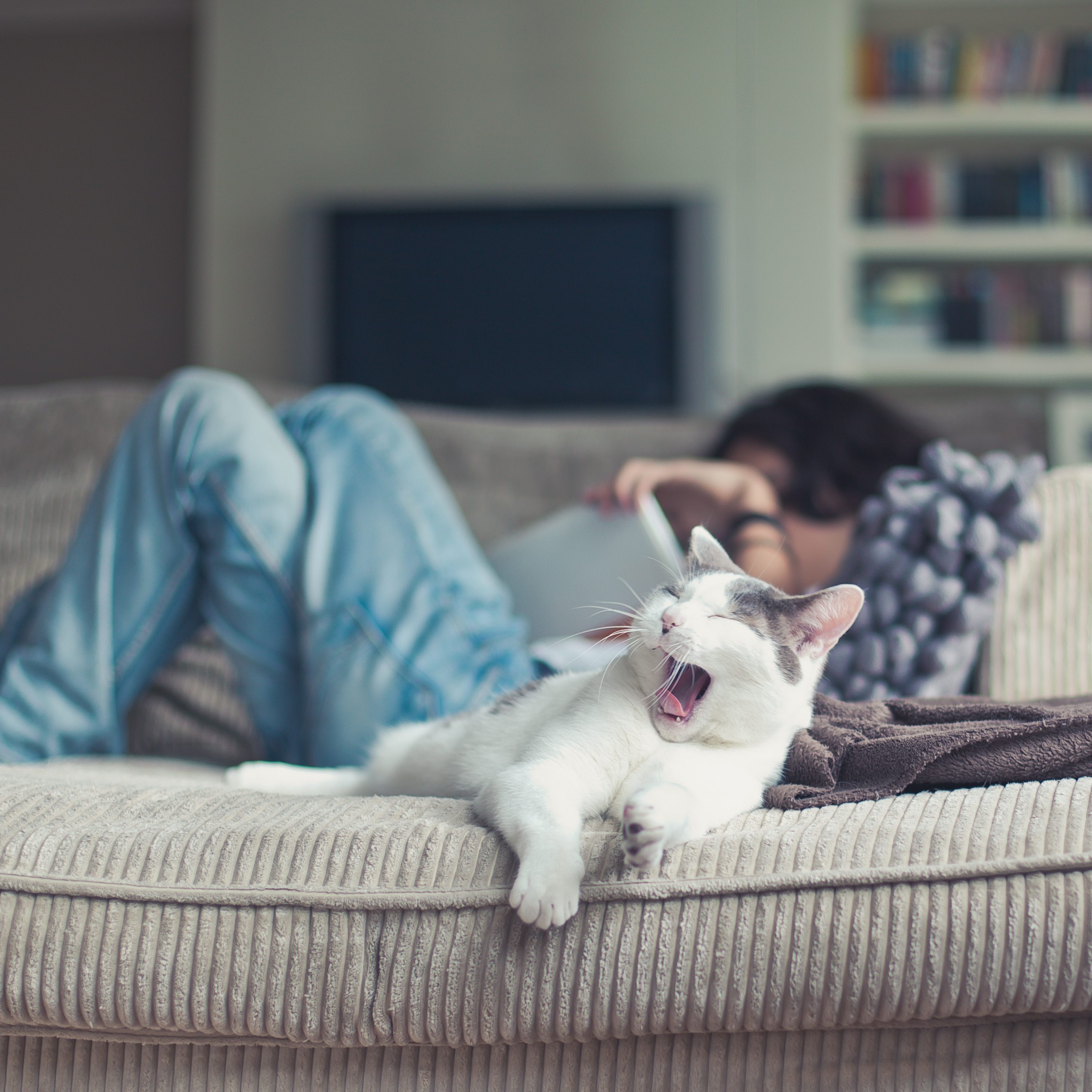 Allianz - Wurmkur Katze: Hauskatze liegt mit Besitzer auf dem Sofa