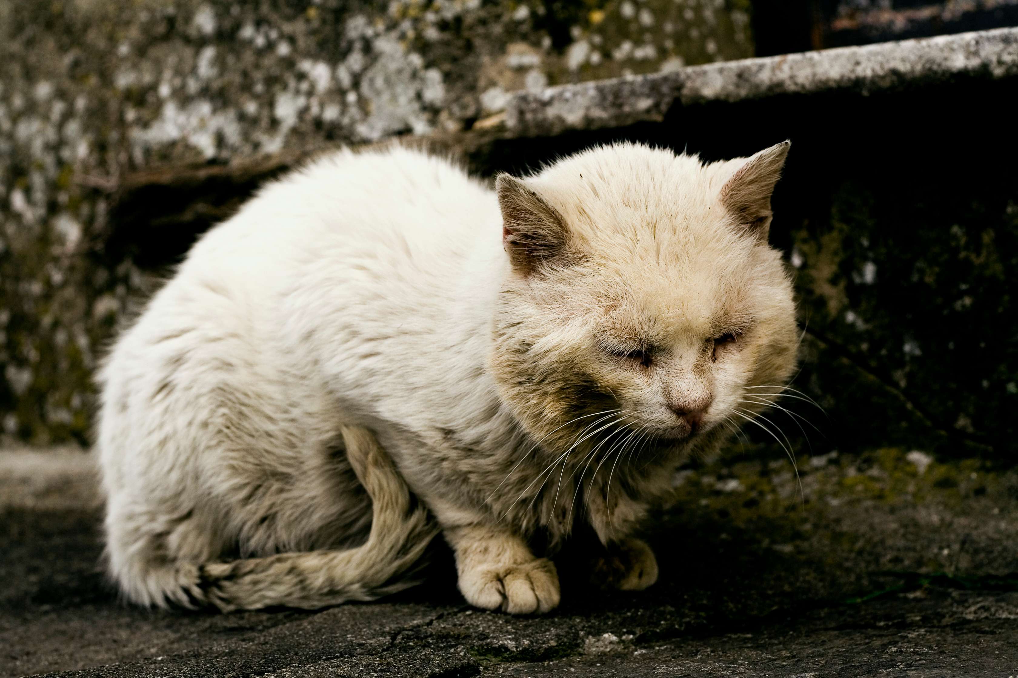 Allianz - Wurmkur Katze: Katze sieht krank aus