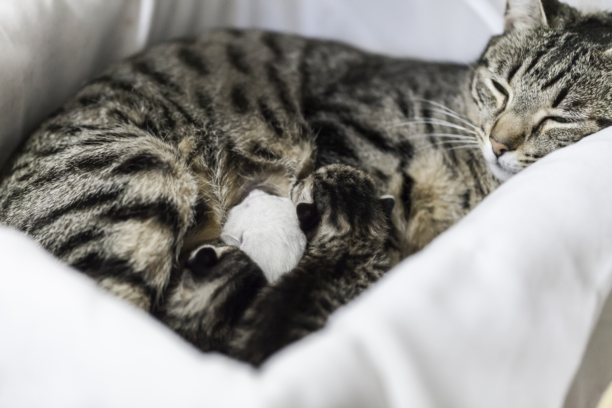 Allianz - Wurmkur Katze: Katzenmutter mit Jungen