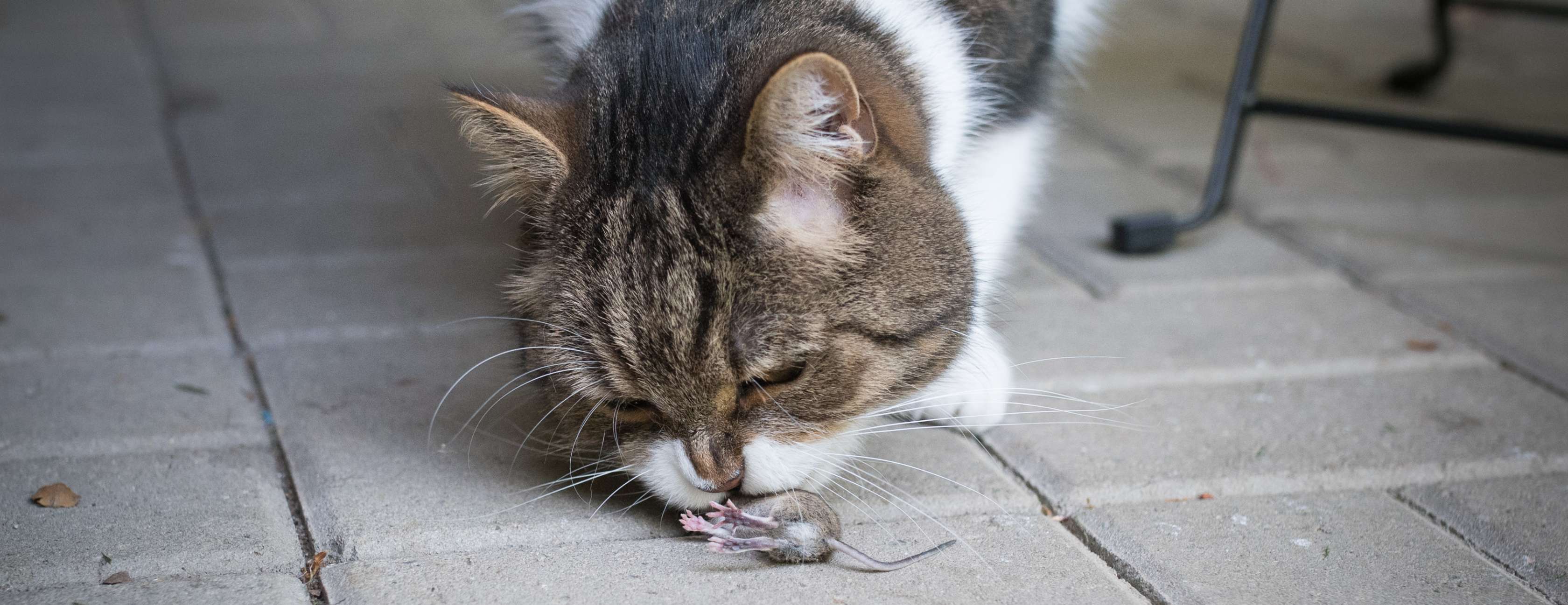  Allianz - Wurmkur Katze: Katze fängt Maus