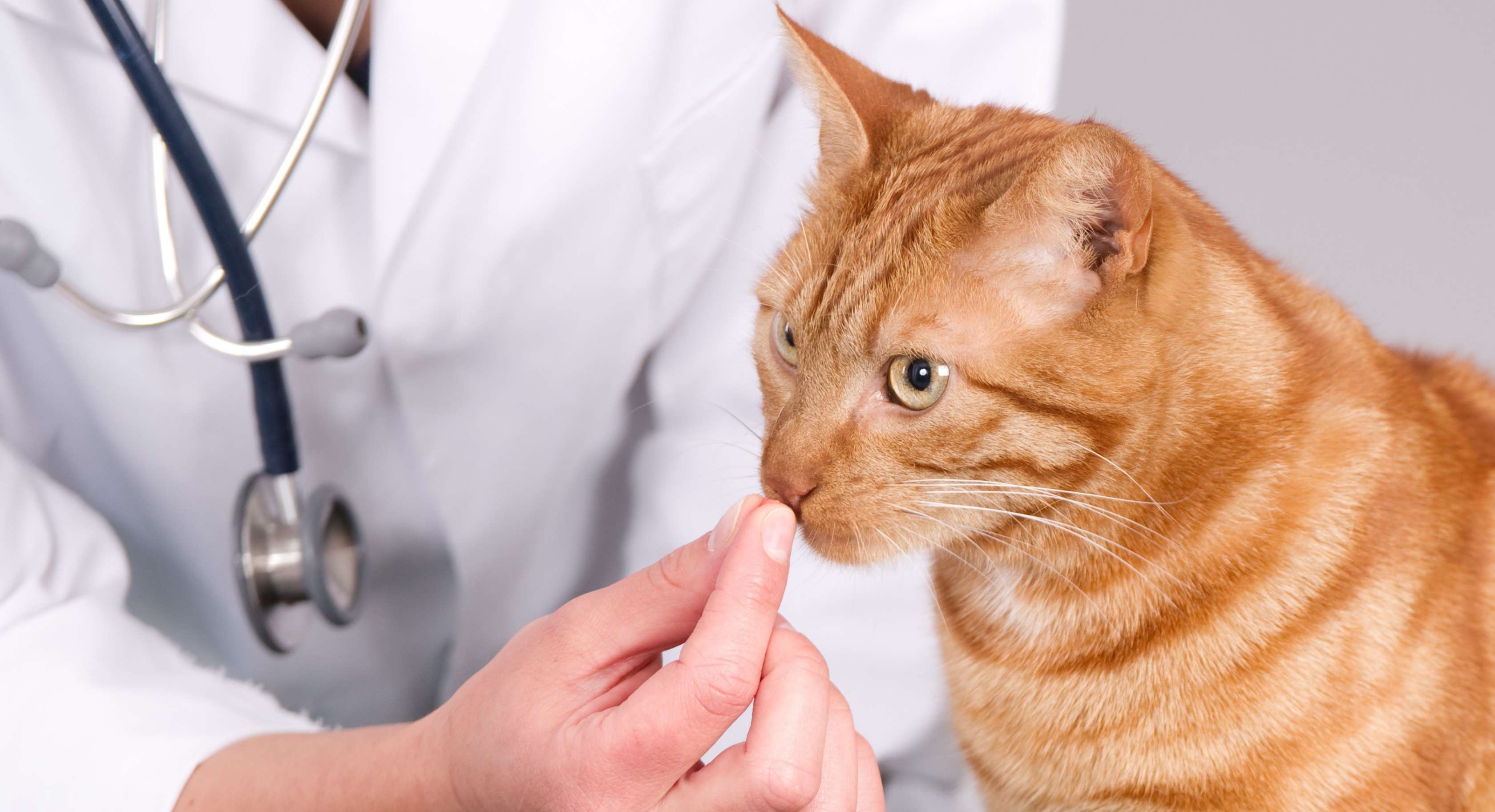 Allianz Katzenversicherung – Wurmkur: Tierärztin verabreicht Katze Medizin