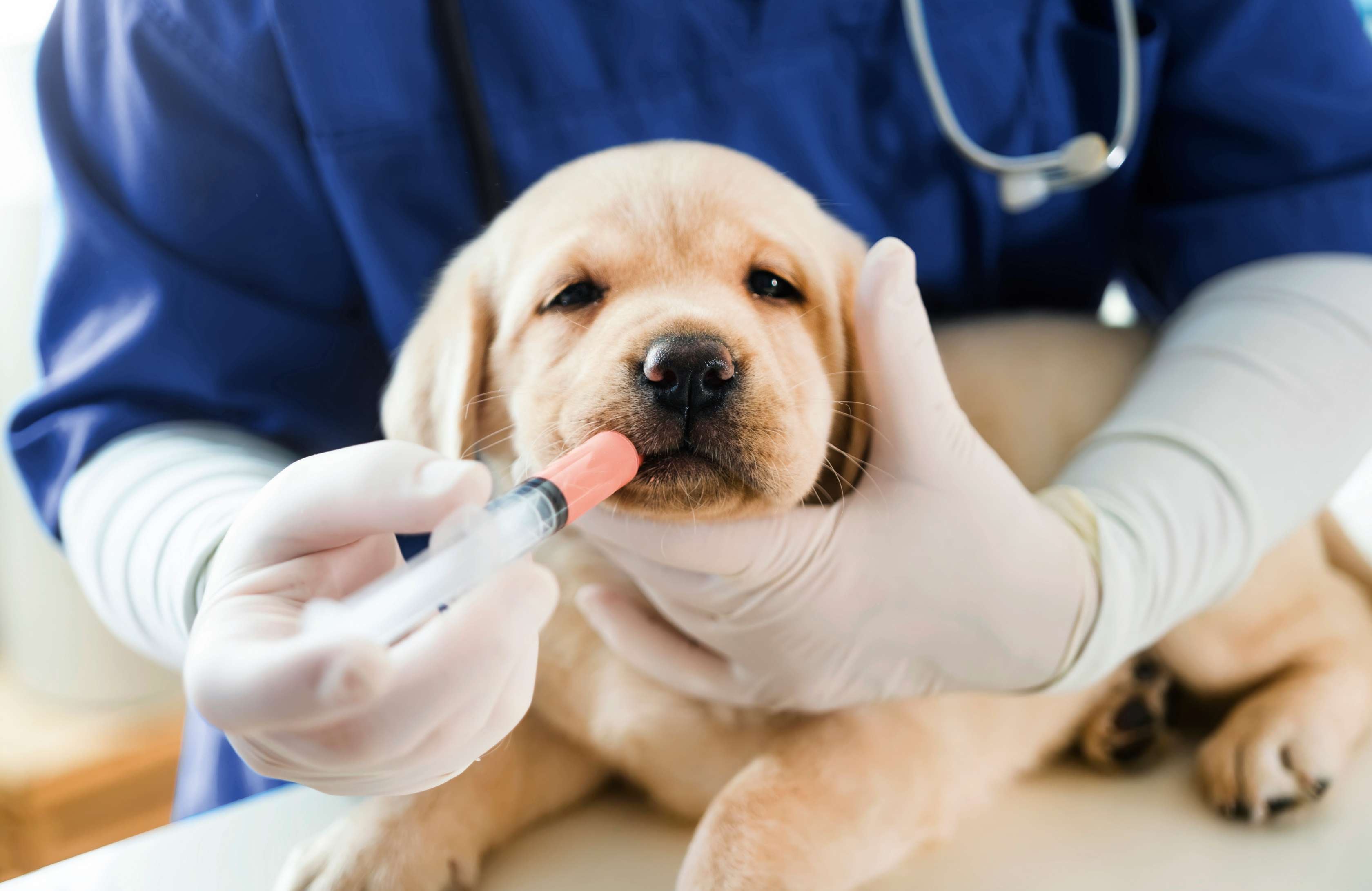 OP-Versicherung für Hunde: Welpe bekommt beim Tierarzt Medizin verabreicht