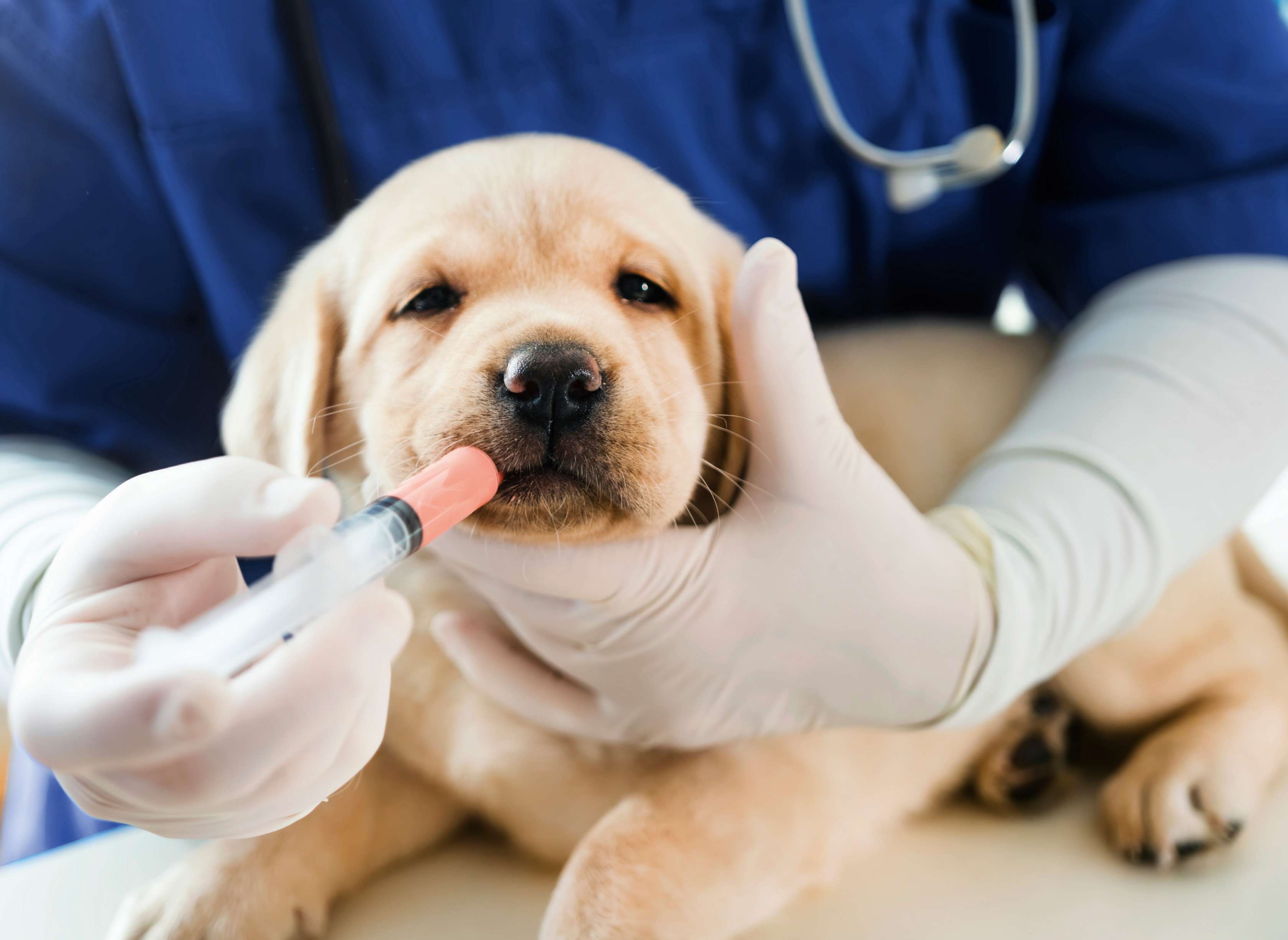 OP Versicherung Hund: Welpe wird in der Tierklinik behandelt