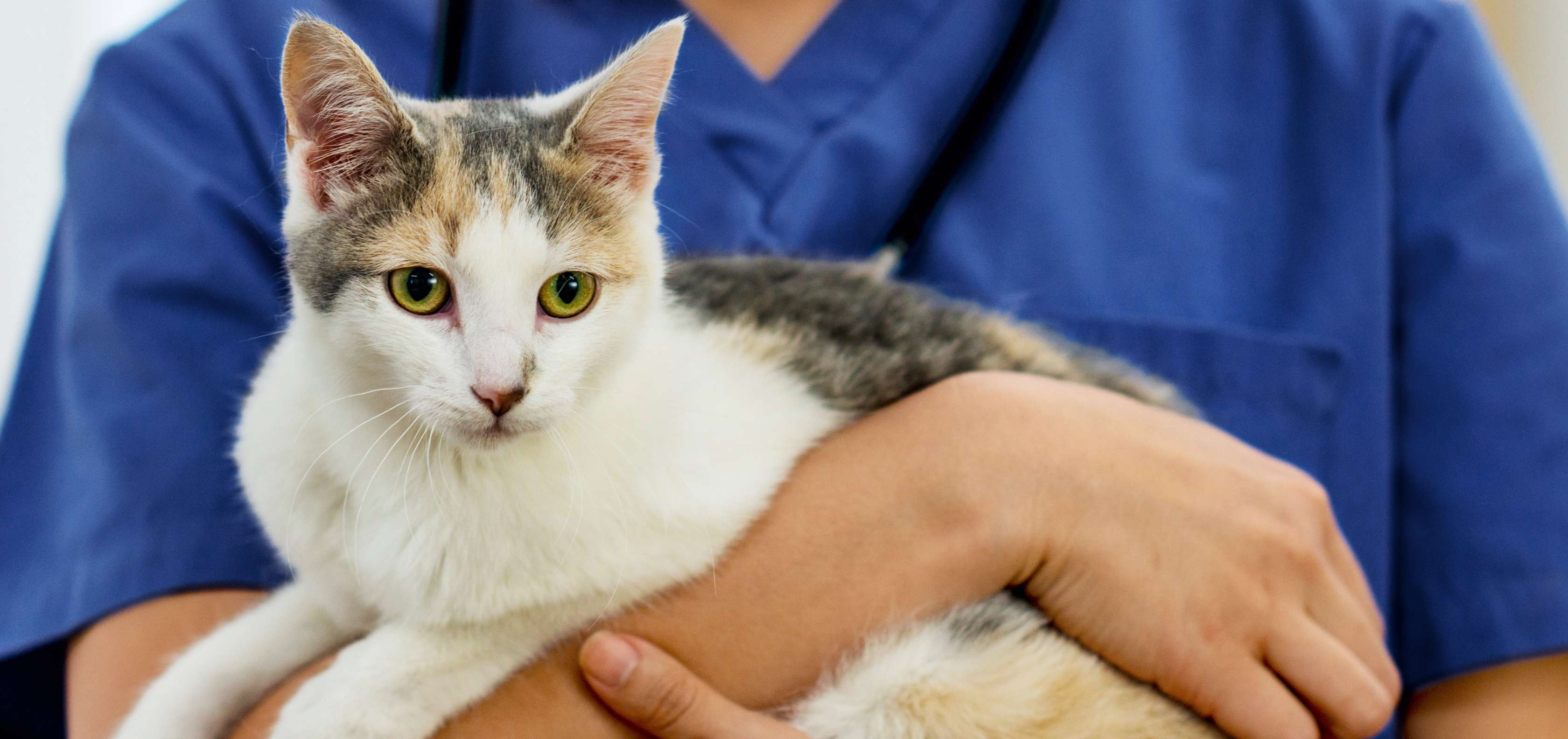 OP-Versicherung Katze: Tierarzt hält Katze auf dem Arm