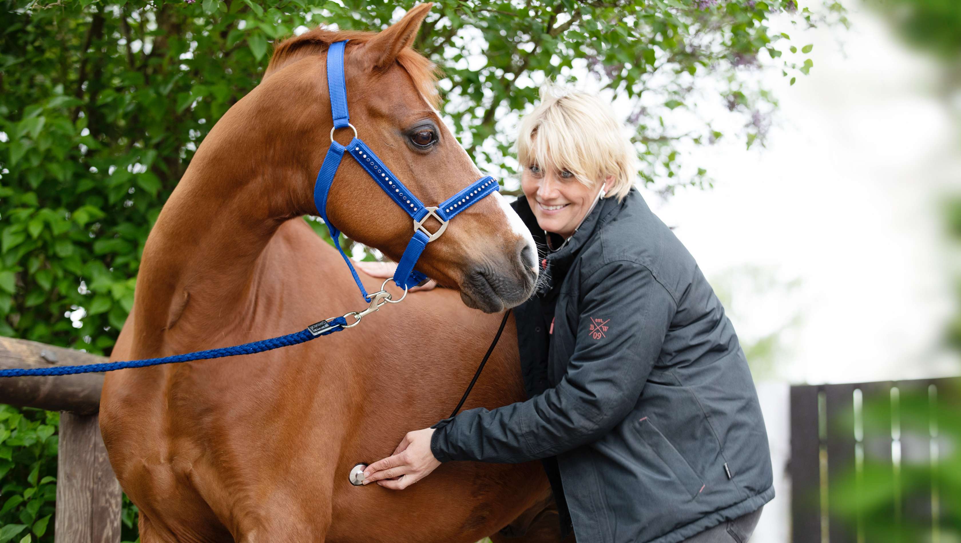 Pferdekrankenversicherung: