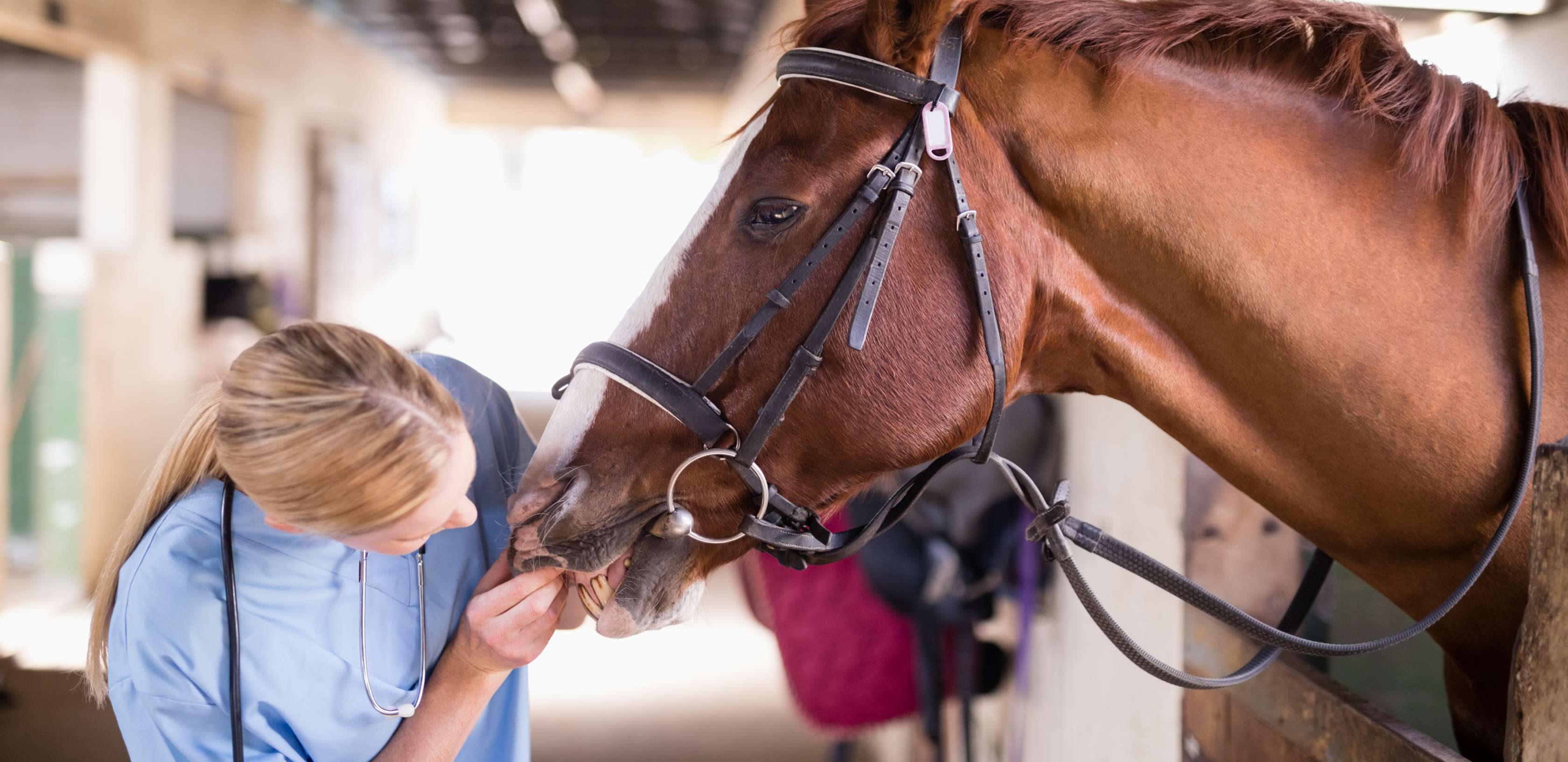 Allianz - Pferdekrankenversicherung - Ankaufsuntersuchung: Tieraerztin schaut Pferdezähne an