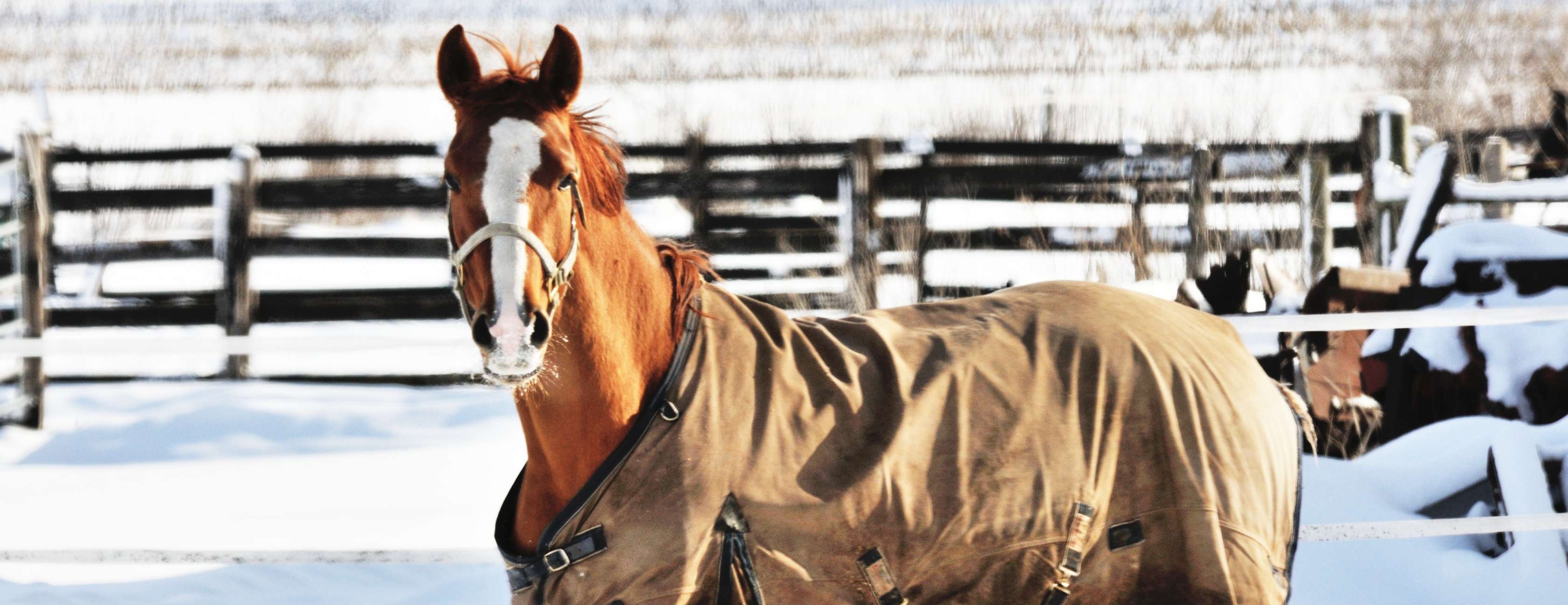 Allianz - Professionelles Scheren von Pferden: Eingedecktes Pferd steht in Winterlandschaft