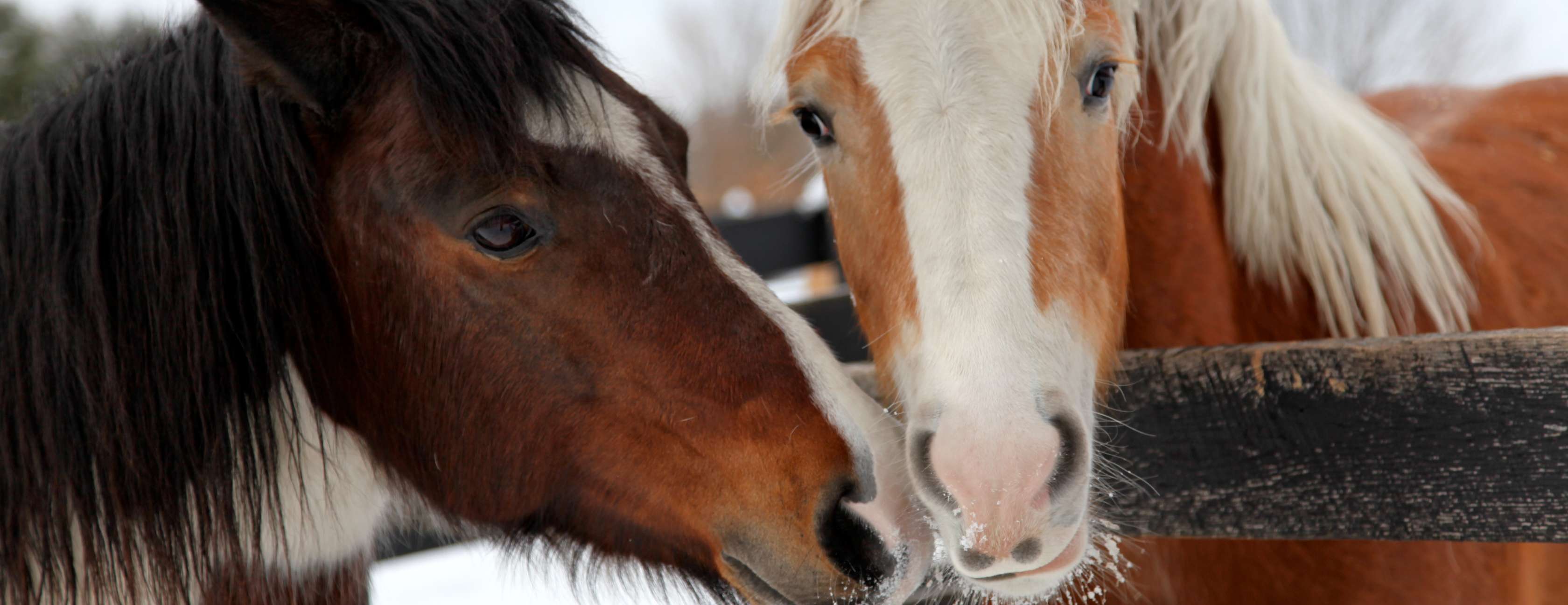 Allianz - Pferdeschur: Zwei junge Pferde blicken über Holzzaun