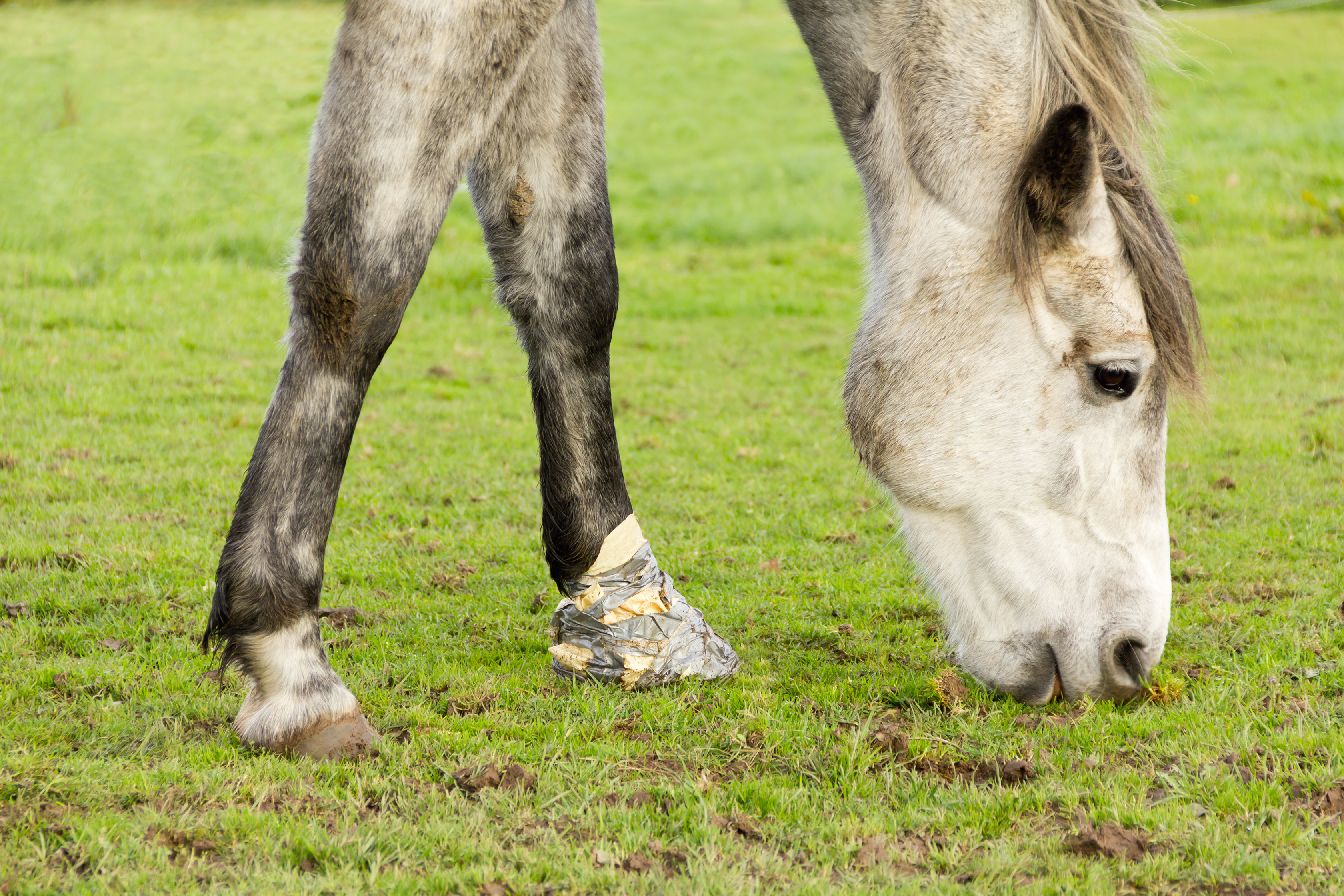 Allianz - Pferdekrankheiten: wegen Hufrehe verbundener Pferdehuf