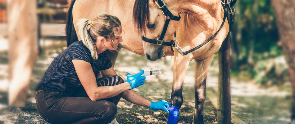 Allianz - Pferdekrankheiten: Eine Frau mit einer Spritze neben einem Pferd mit verbundener Hufe