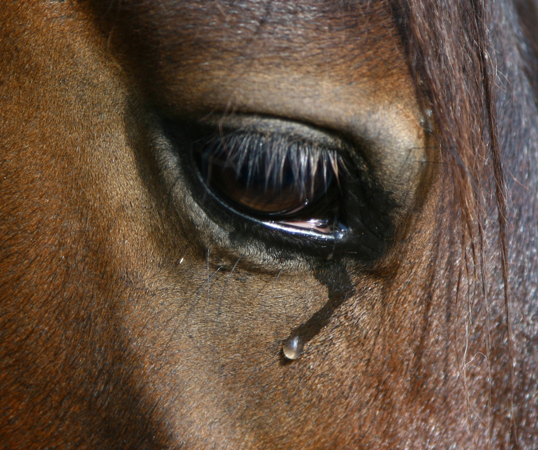 Allianz - Pferdekrankheiten: Tränendes Auge eines Pferdes.