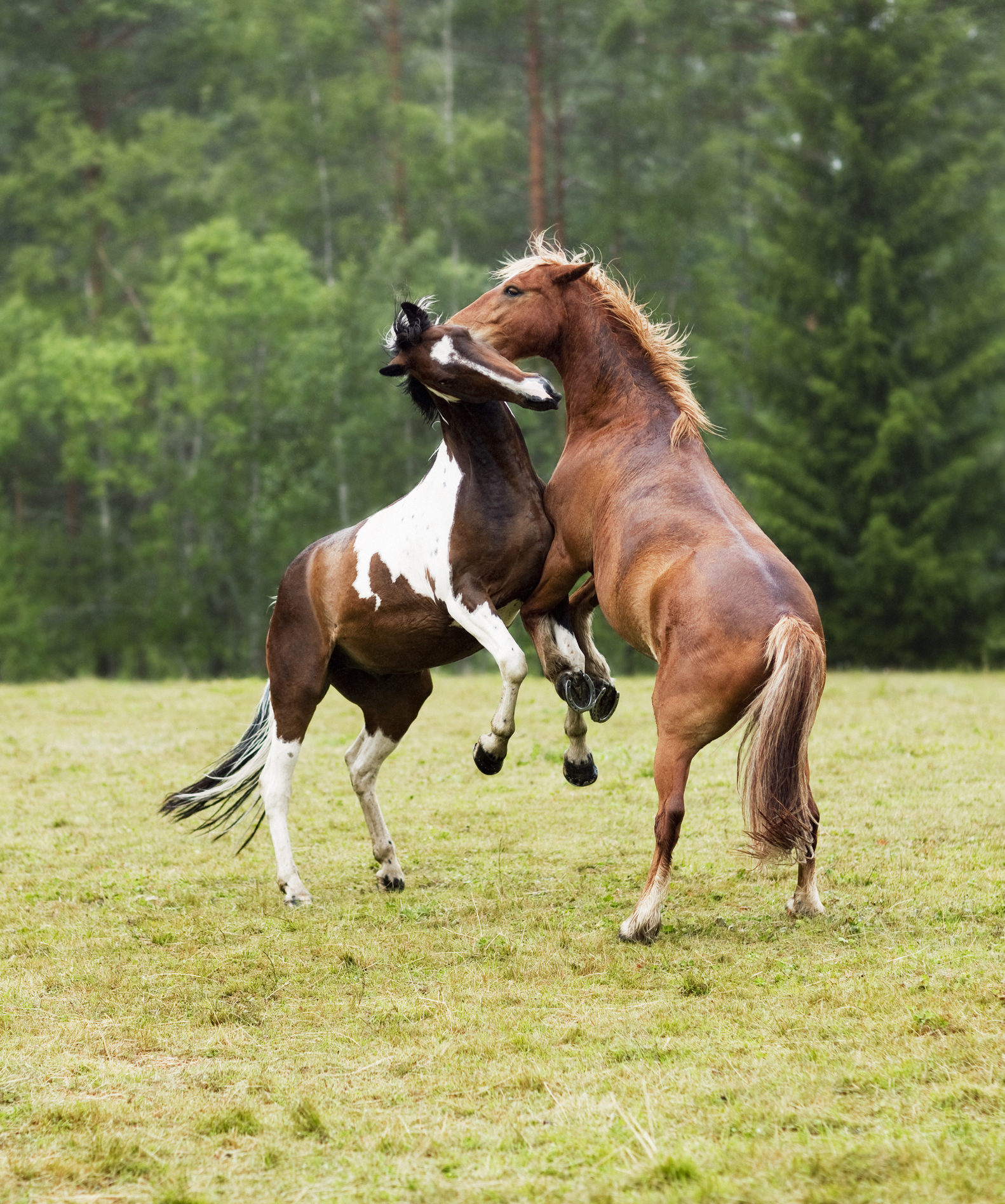 Zwei Pferde kämpfen auf einer Weide miteinander