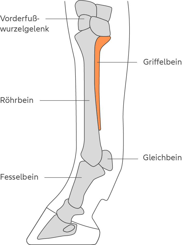 Illustration eines Pferdebeins im anatomischen Aufbau