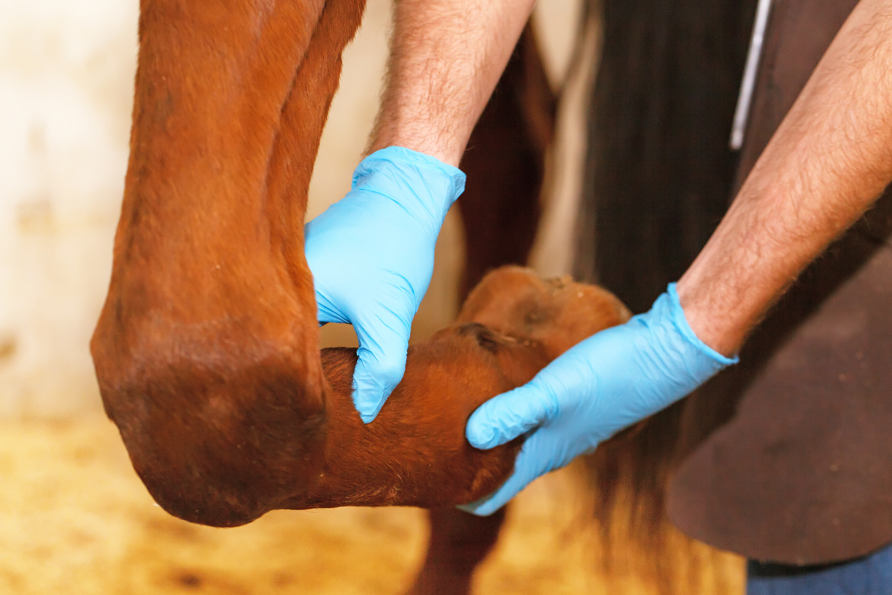 Tierarzt untersucht Unterschenkel von Pferd