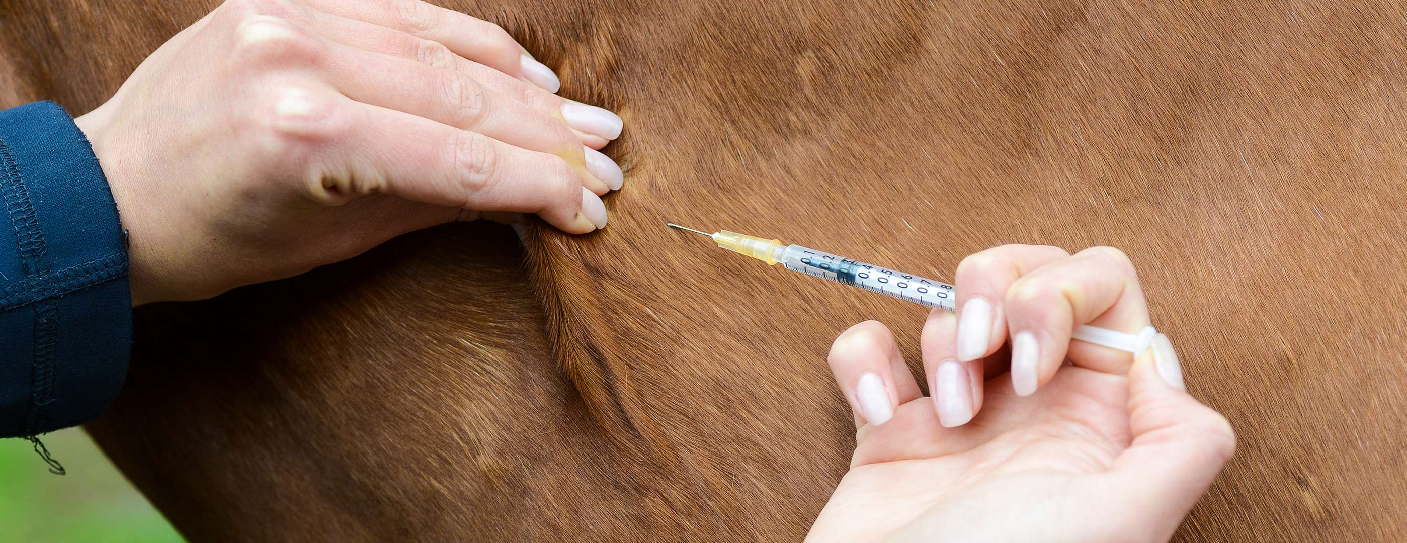 Allianz - Pferdekrankenversicherung - Impfung: Pferd wird geimpft