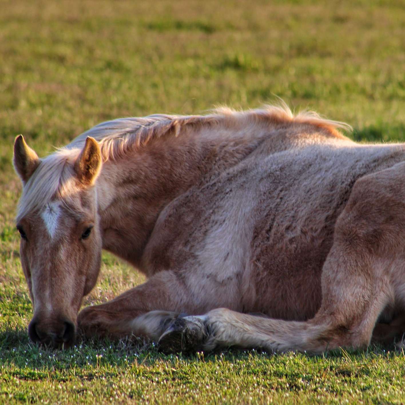 Allianz - Pferdekrankenversicherung - Impfung: Rot-weisses Pferd liegt auf dem Gras