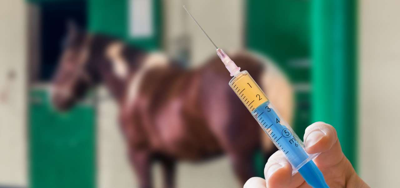 Influenza Impfung Pferd Wie Oft www.allianz.de