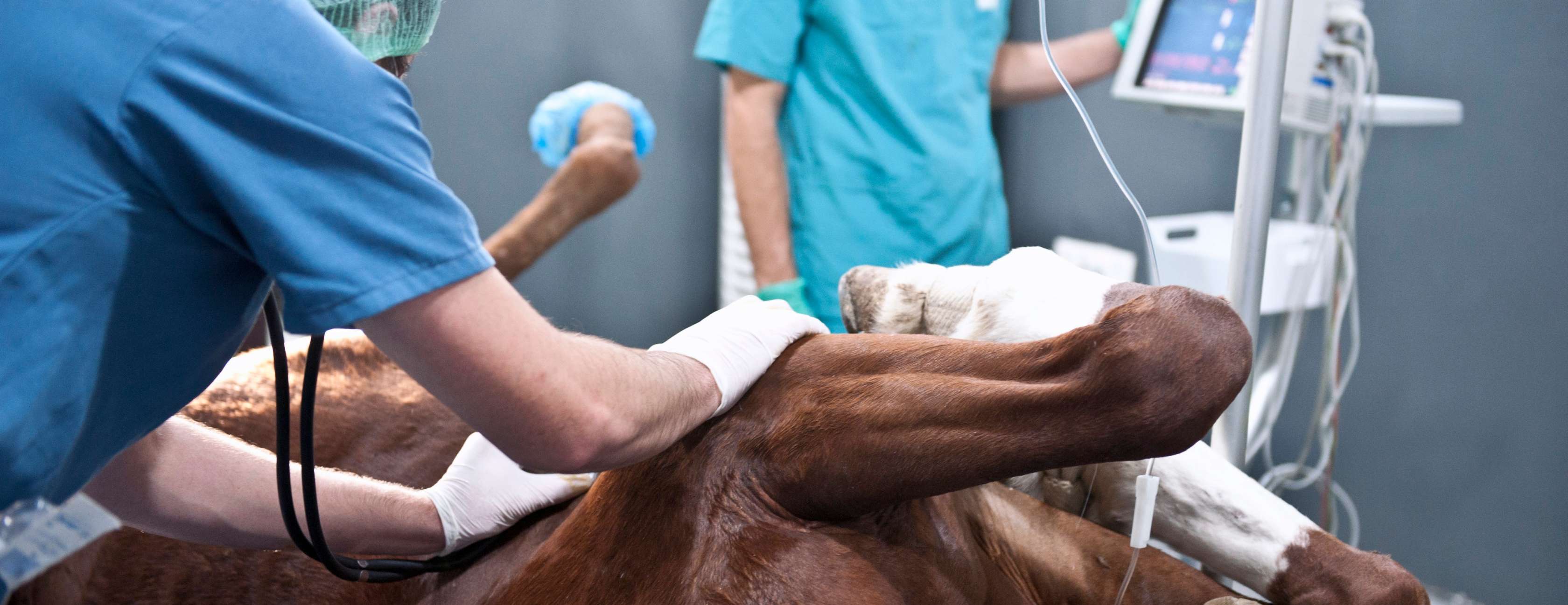 Braunes Pferd liegt auf OP-Tisch, während Tierarzt in blauem OP-Kittel es behandelt