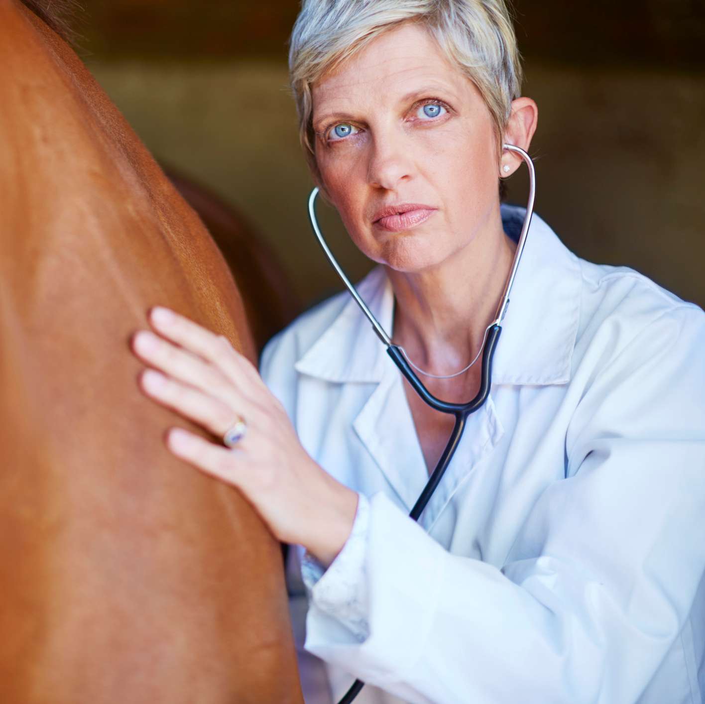 Tierärztin untersucht braunes Pferd mit Stethoskop