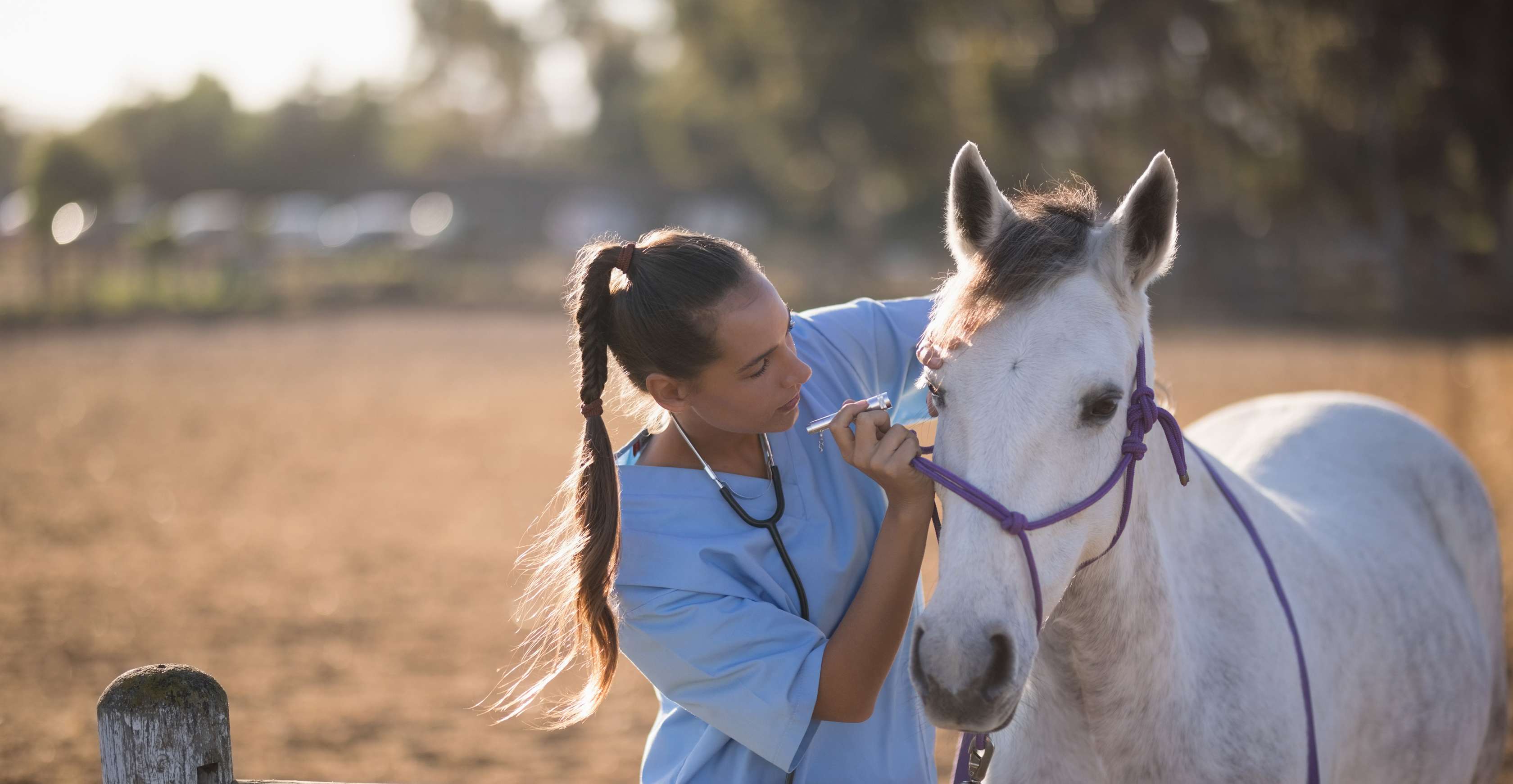 Allianz - Pferdekrankenversicherung - Mondblindheit: Tierärztin untersucht das Auge eines Grauschimmels