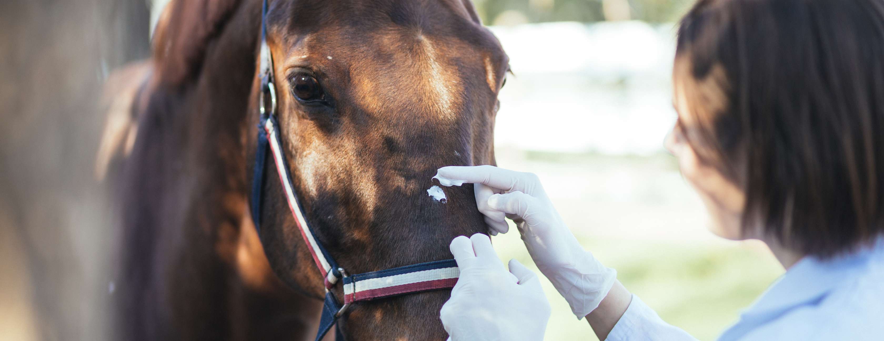 Tierärztin trägt eine Salbe auf den Kopf eines Pferdes auf, um das Wachstum eines Sarkoids zu verhindern