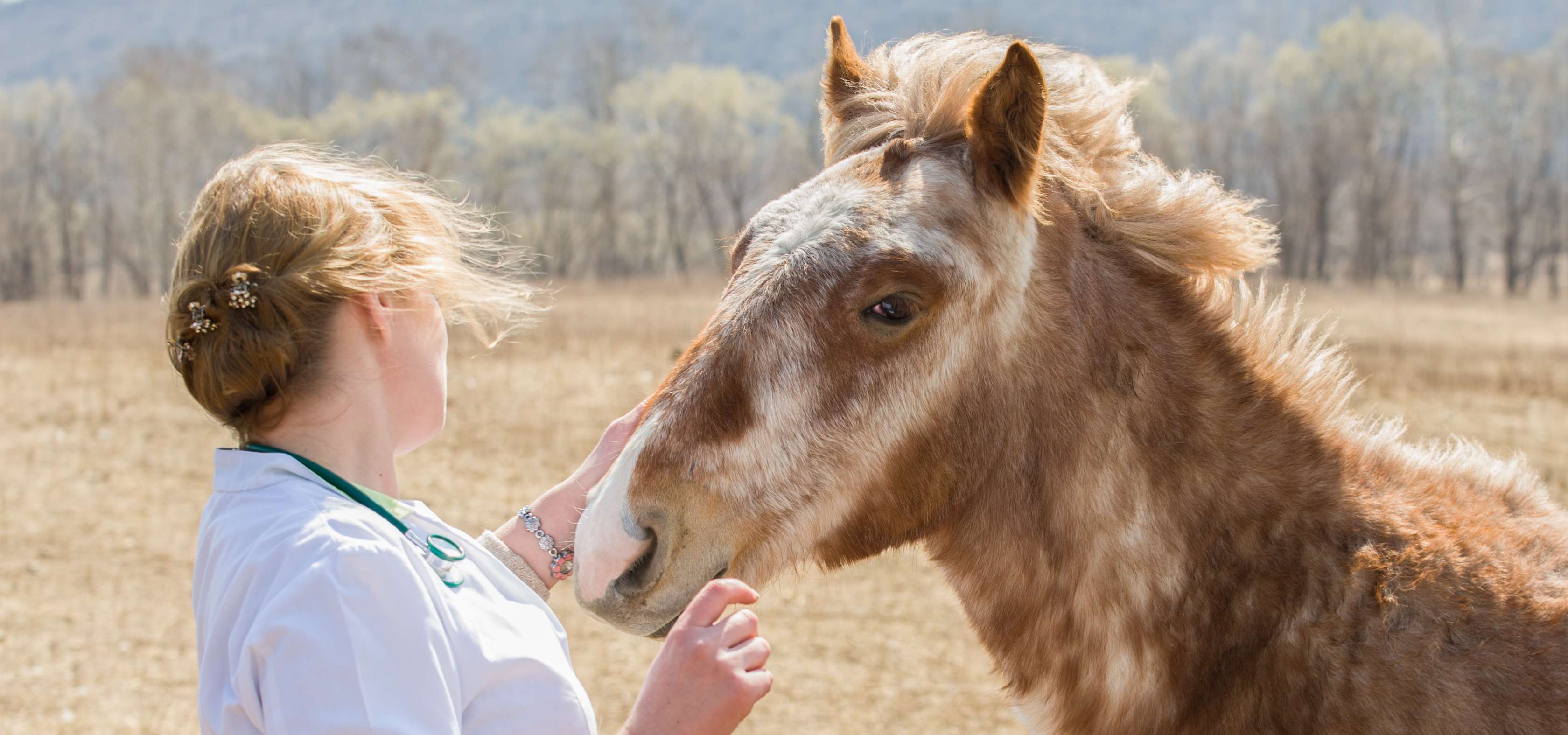 Sarkoid Pferd: Eine Tierärztin streichelt einem Pferd über den Kopf