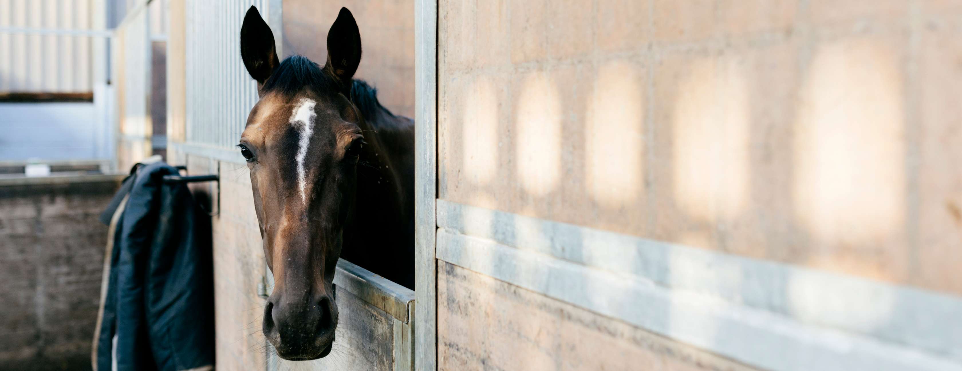 Allianz - Pferdepflege: Ein Pferd schaut aus seiner Box.