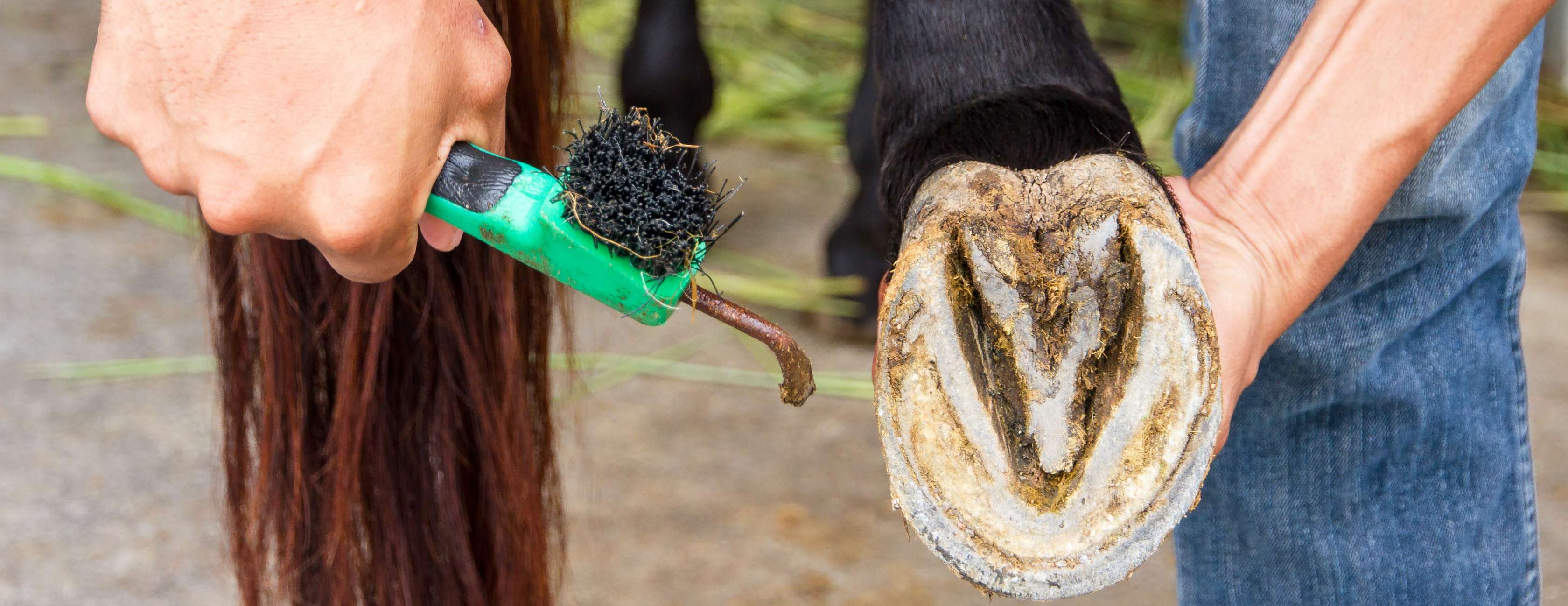 Allianz - Pferdepflege: Ein Reiter putzt die Hufe seines Pferdes mit einem Hufkratzer.