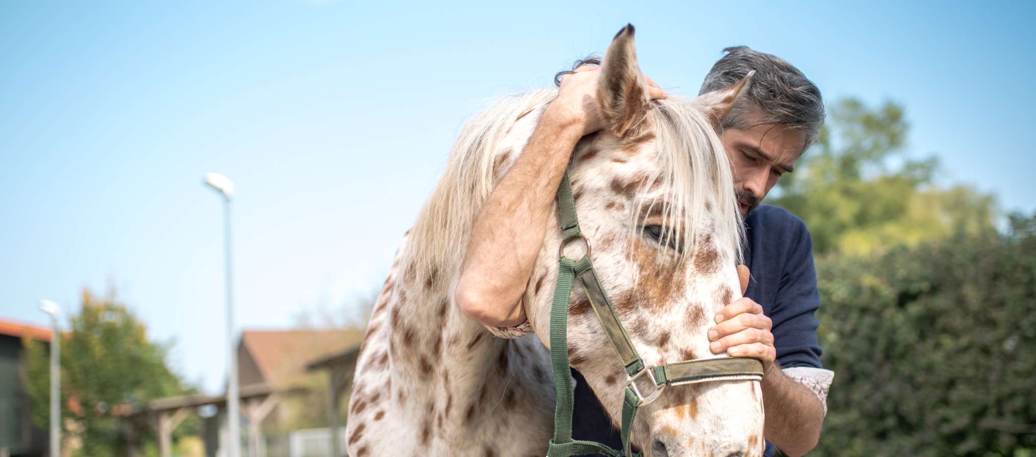Physiotherapie Pferd: Mann dehnt Pferdehals
