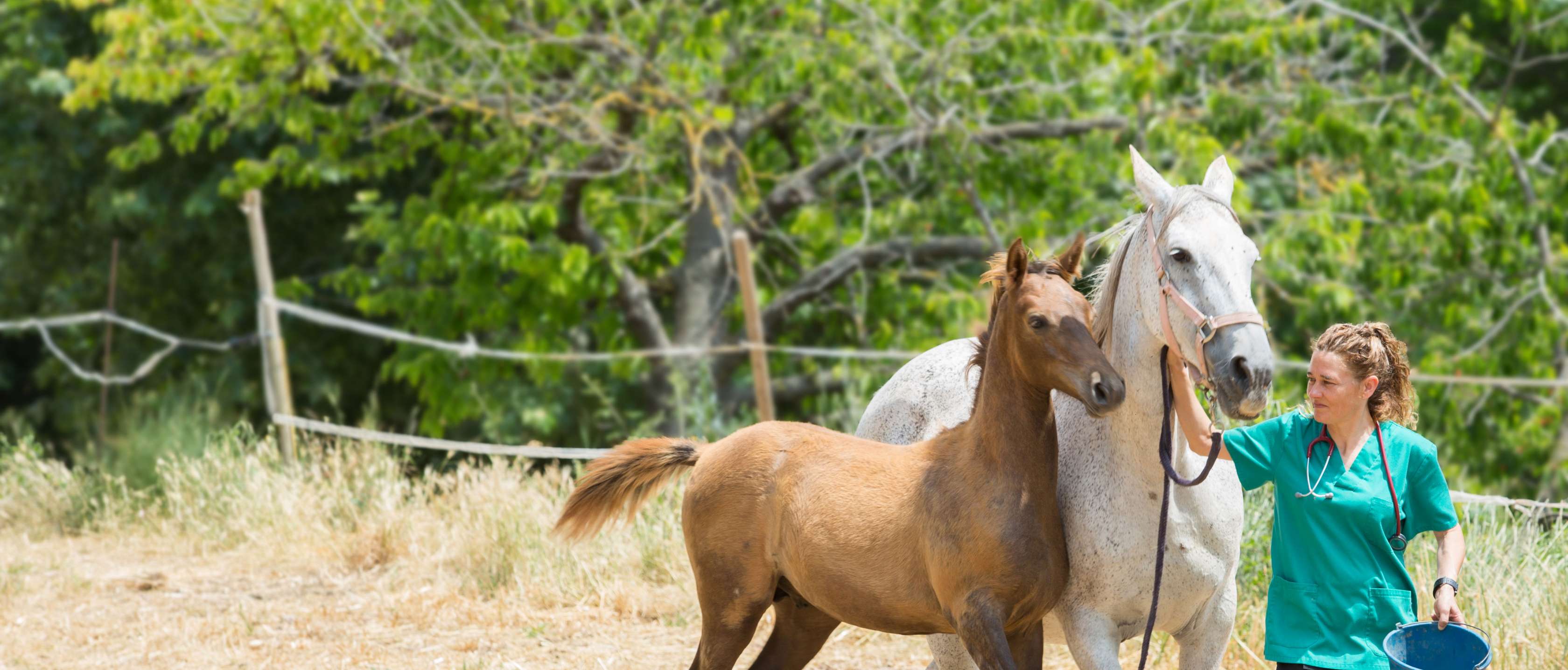 Tierärztin führt eine Stute und ihr Fohlen von der Koppel, ohne eine Pferdekrankenversicherung können hohe Kosten entstehen.
