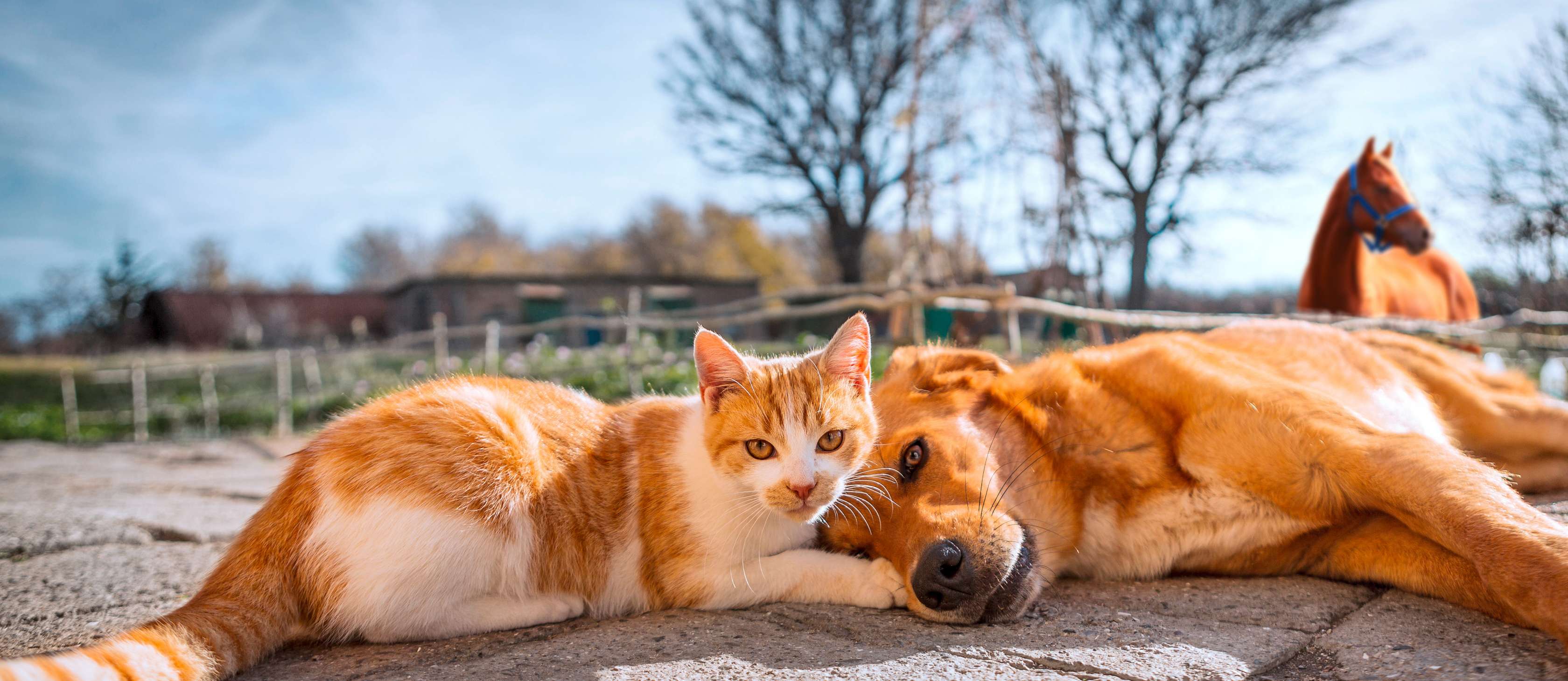 Allianz Tierkrankenversicherung: Ein Hund und eine Katze liegen nebeneinander auf dem Boden
