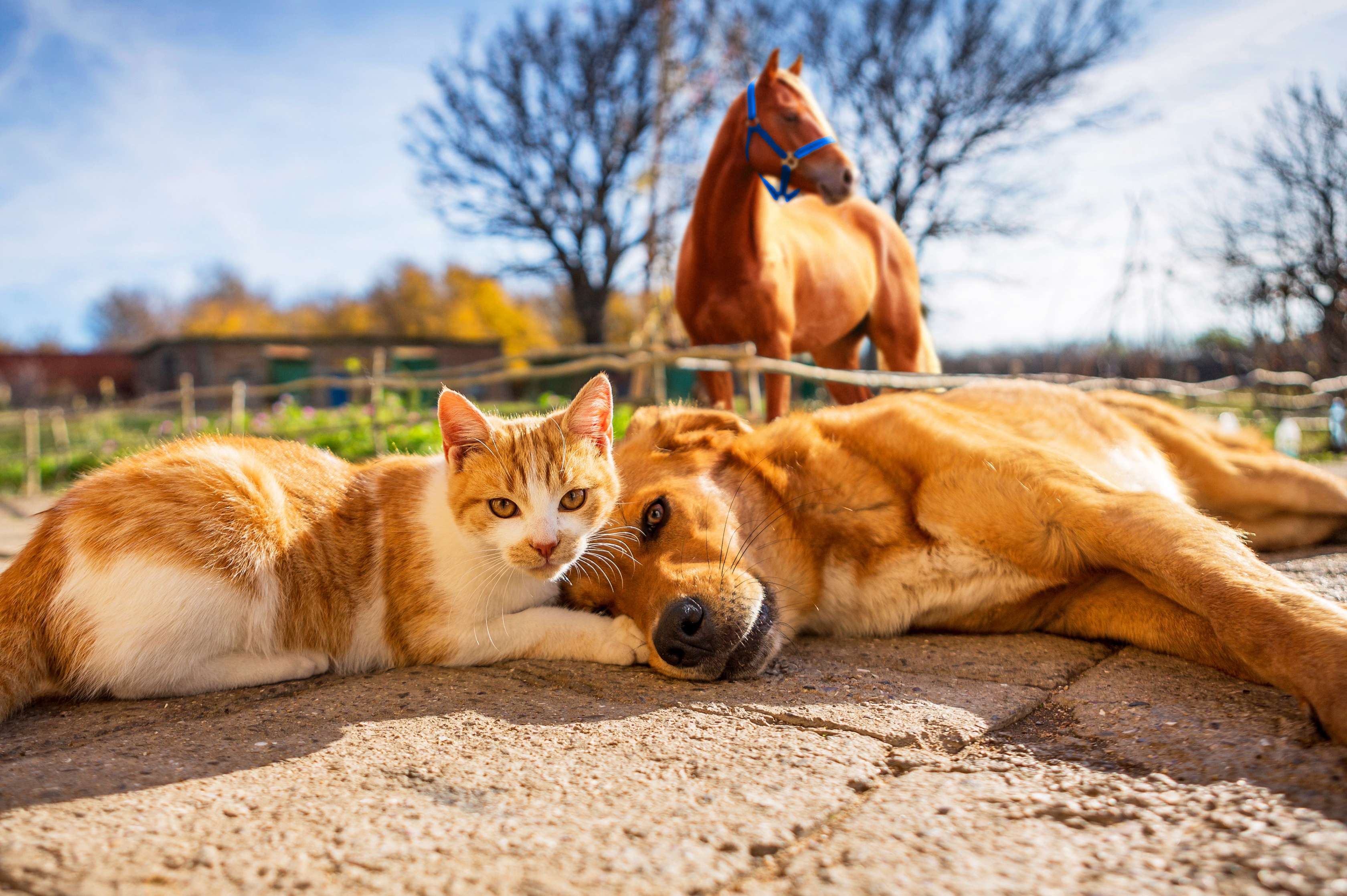 Allianz Tierkrankenversicherung: Ein Hund und eine Katze liegen nebeneinander auf dem Boden, im Hintergrund steht ein Pferd