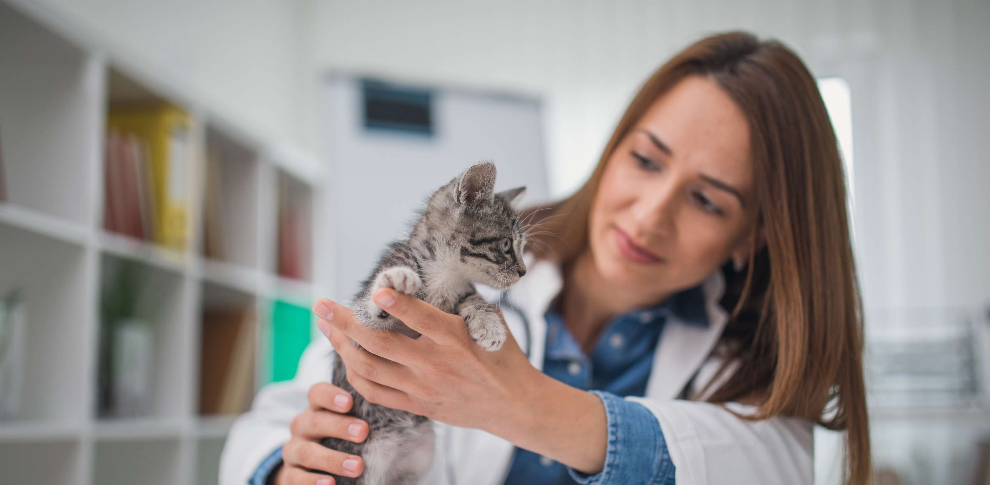 Gebührenordnung Tierärzte: Eine Tierärztin untersucht eine junge Katze