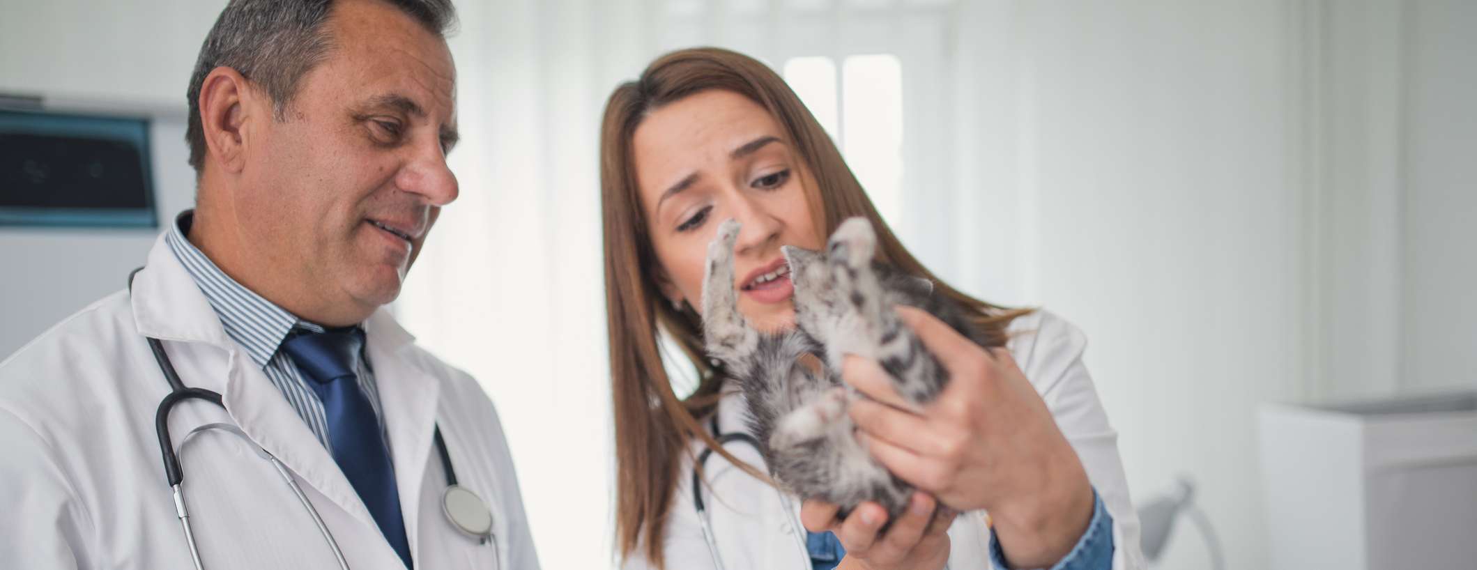 Allianz - Tierkrankenversicherung - Welcher Tierarzt ist der Richtige: Zwei Tierärzte schauen ein Kätzchen an