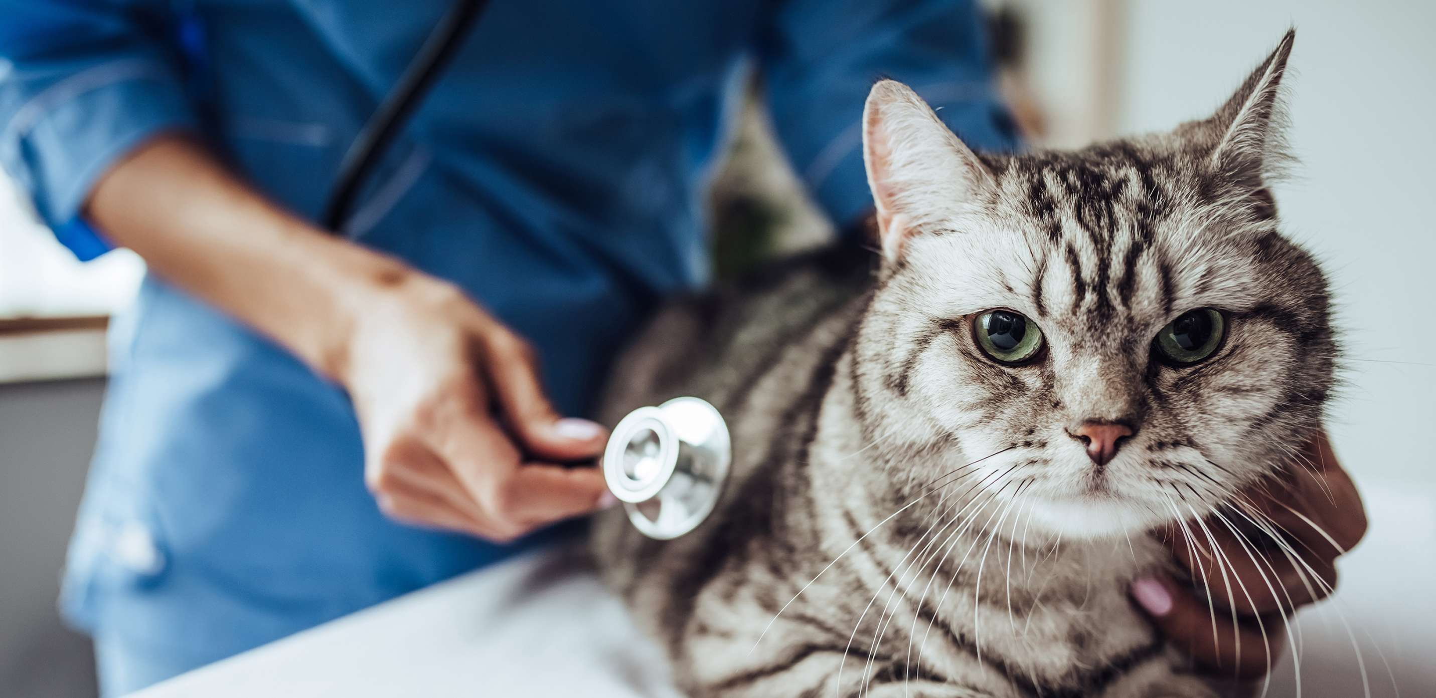 Allianz  - Tierkrankenversicherung Tierarzt: Tierarzt untersucht Katze