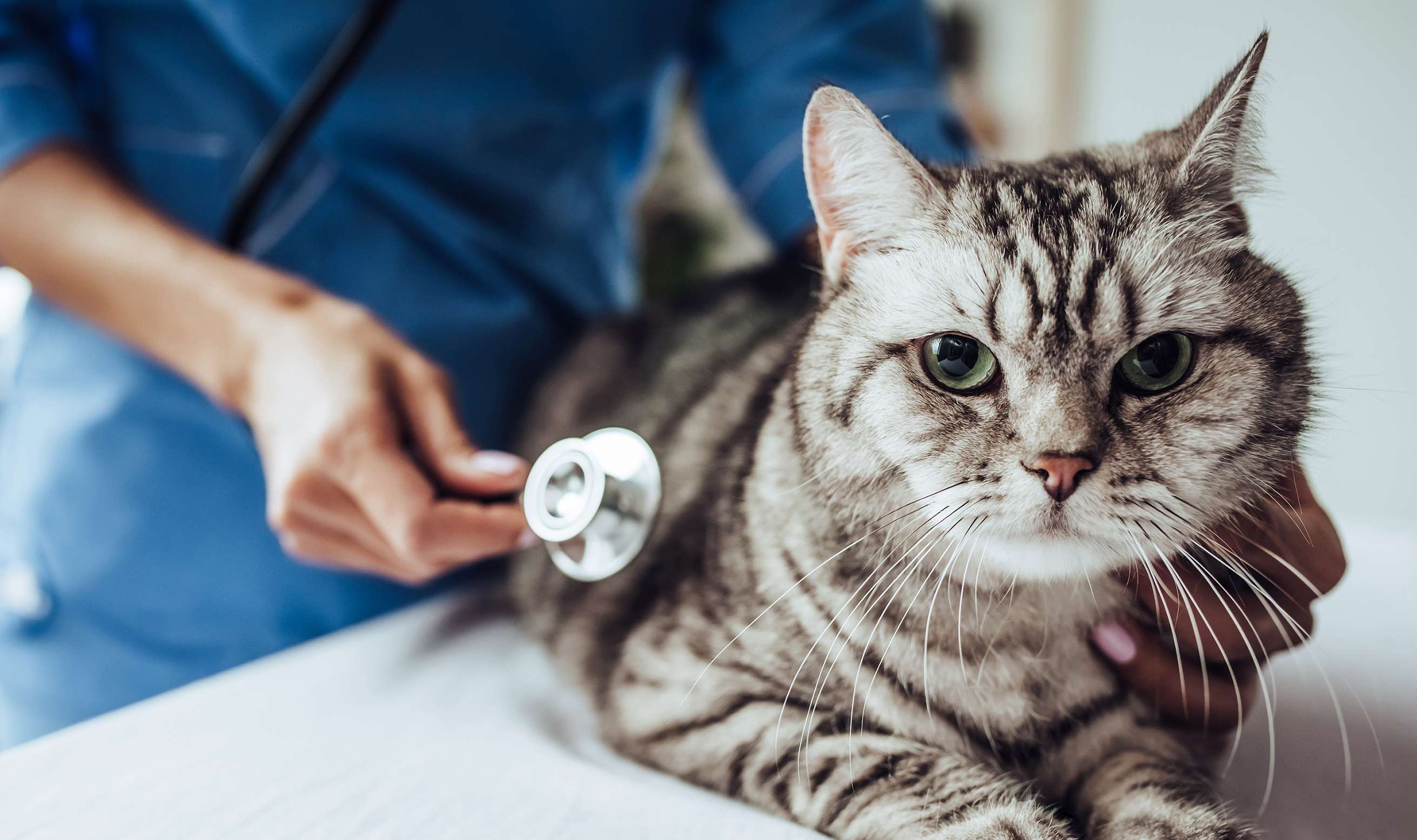 Allianz  - Tierkrankenversicherung Tierarzt: Tierarzt untersucht Katze