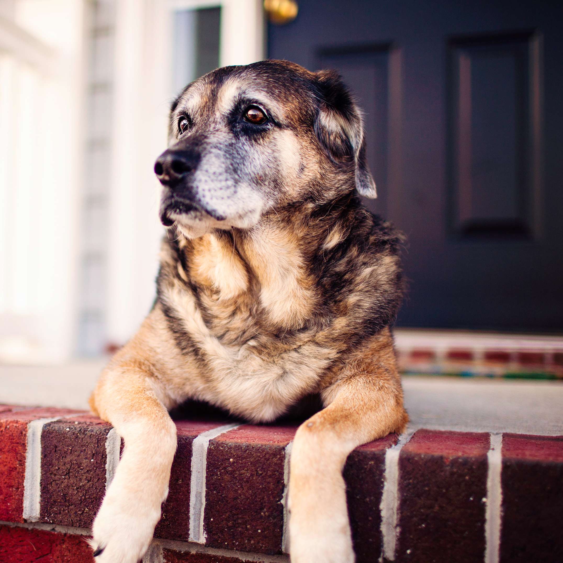 Allianz - Hund allein lassen - Ein Hund, wartend vor der Haustür.
