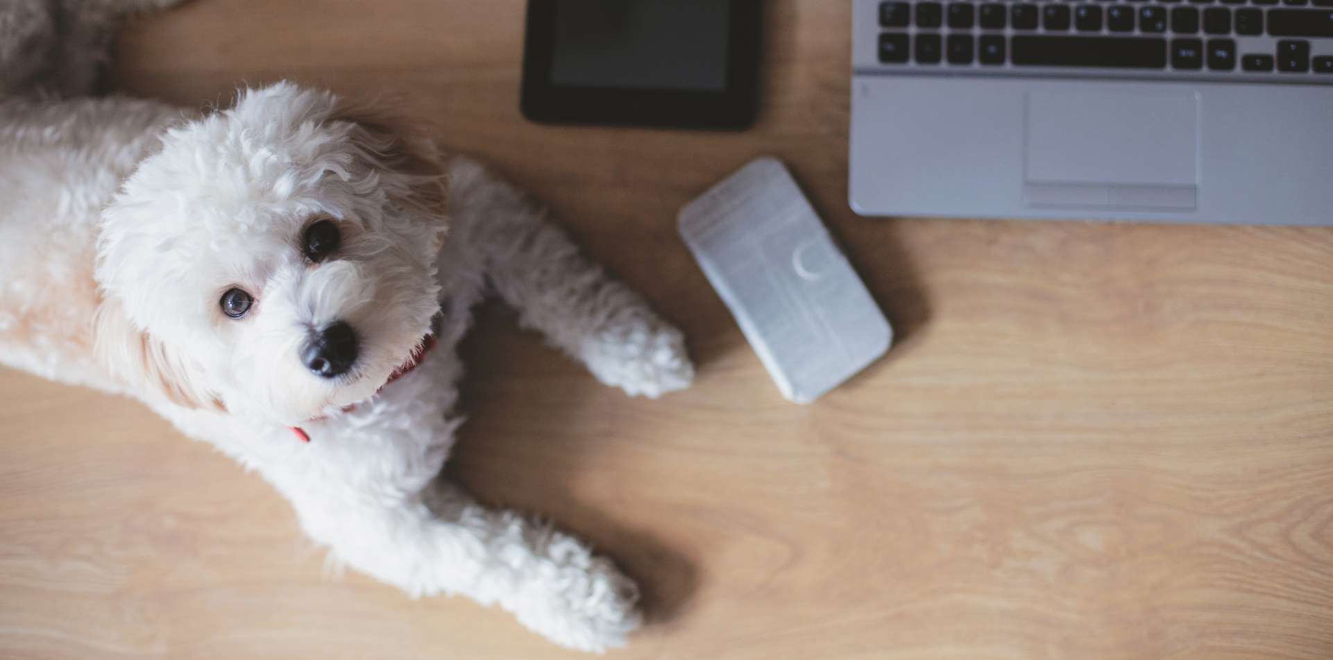 Hund Beschdigt Fremdes Eigentum