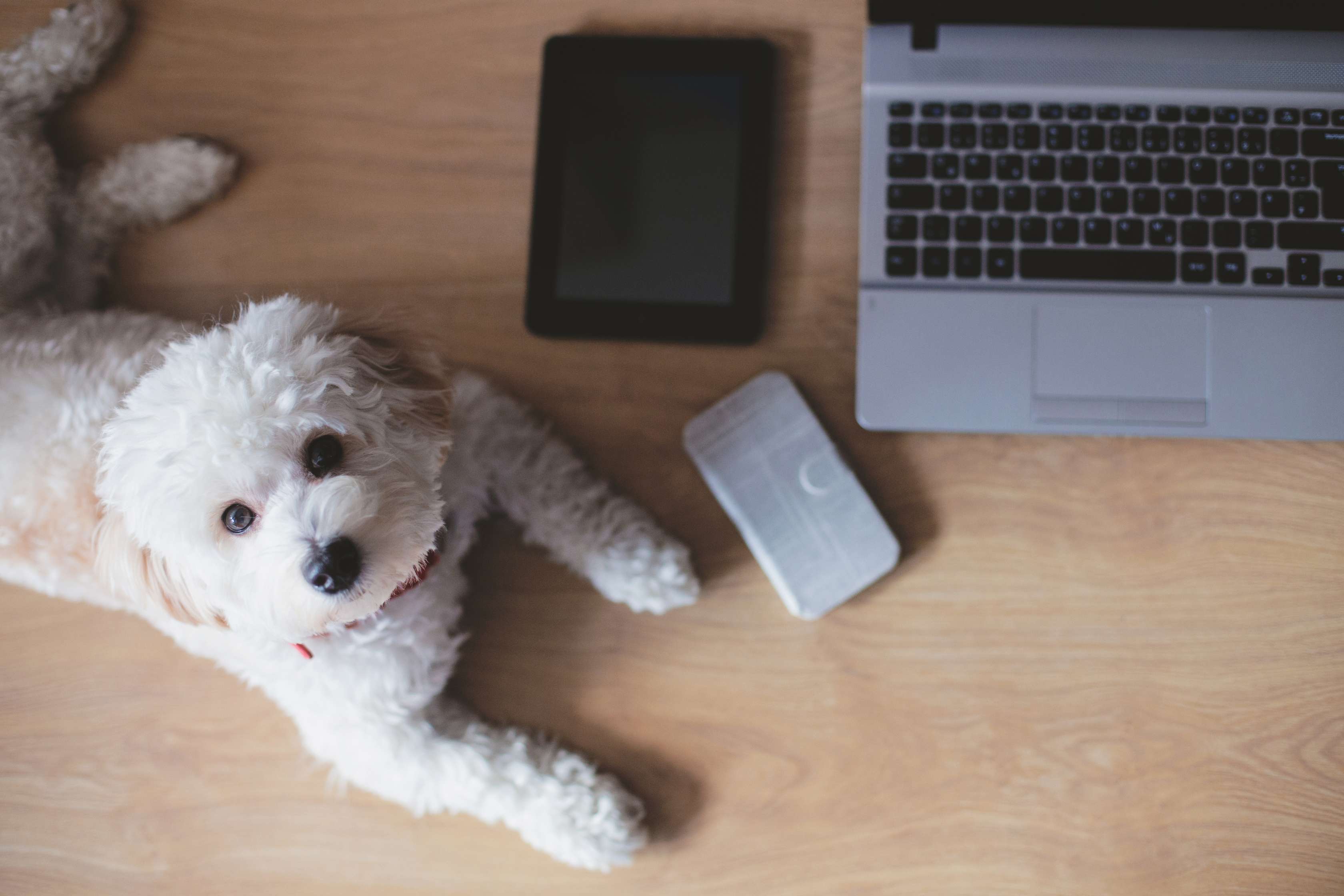 Weißer kleiner Hund sitzt neben Laptop
