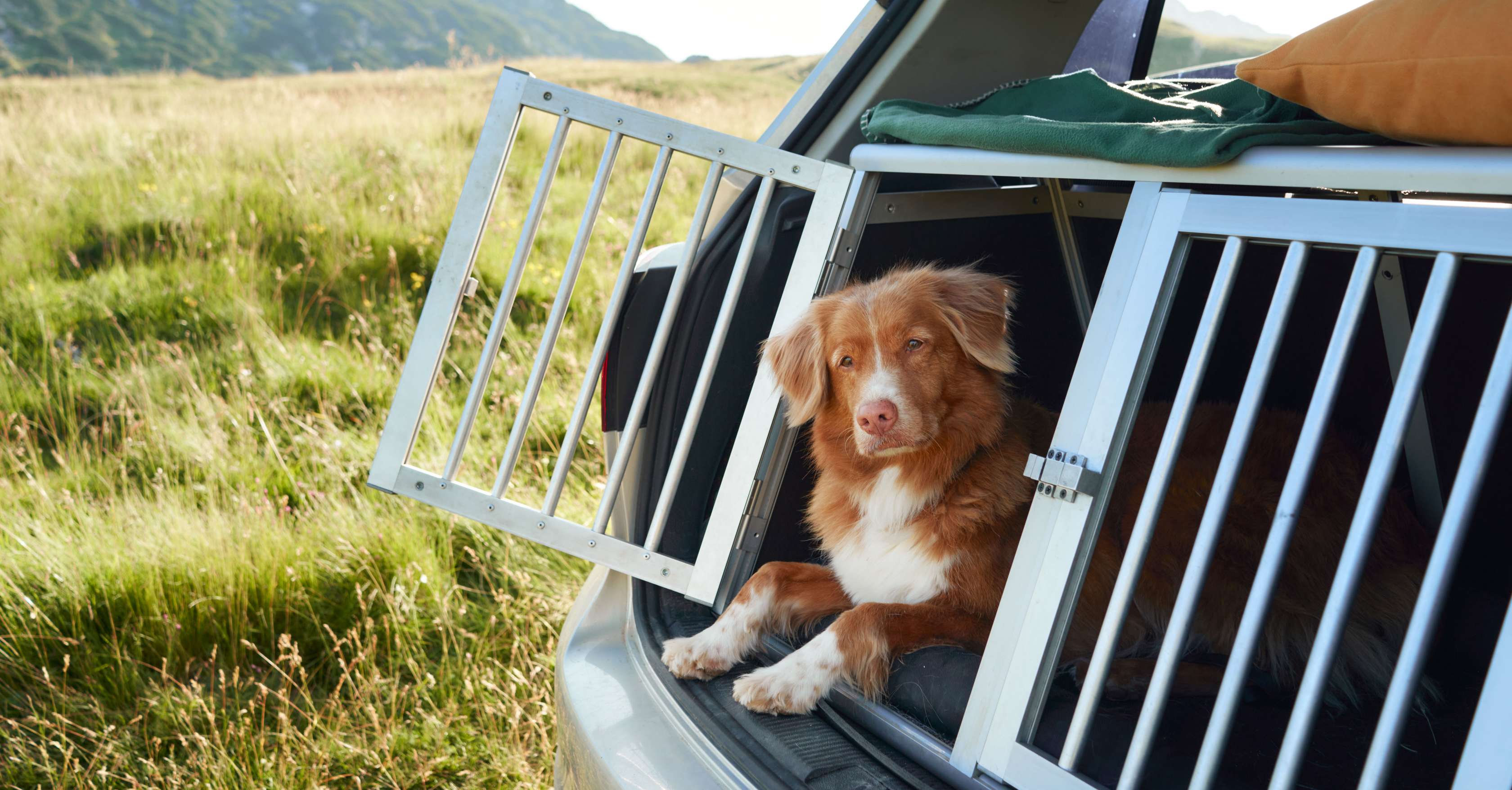 Hund im Auto transportieren: Hund sitzt in einer geöffneten Transportbox im Kofferrraum eines Autos.