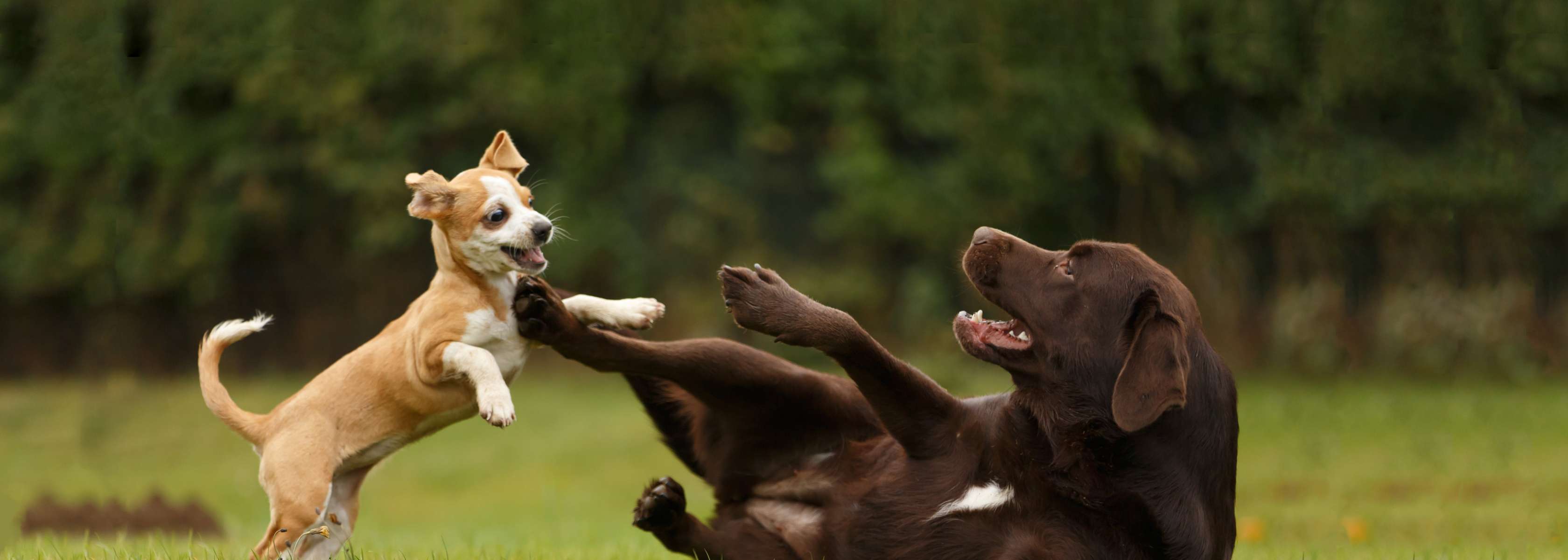 Hundebiss:Welpe versucht einen am Boden liegenden braunen Labrador zu beißen.