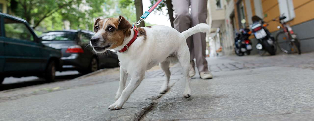 Hund Beschdigt Fremdes Eigentum